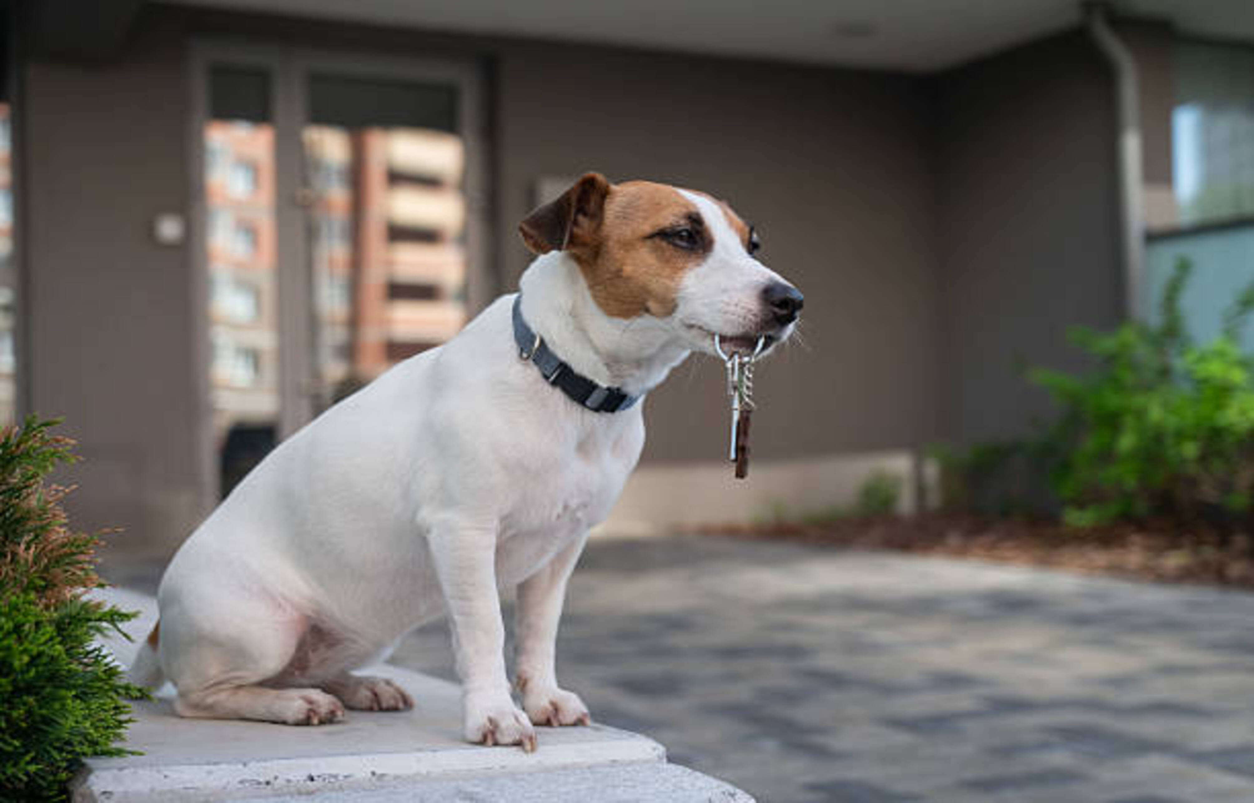 chien avec les clés d'un logement dans la gueule