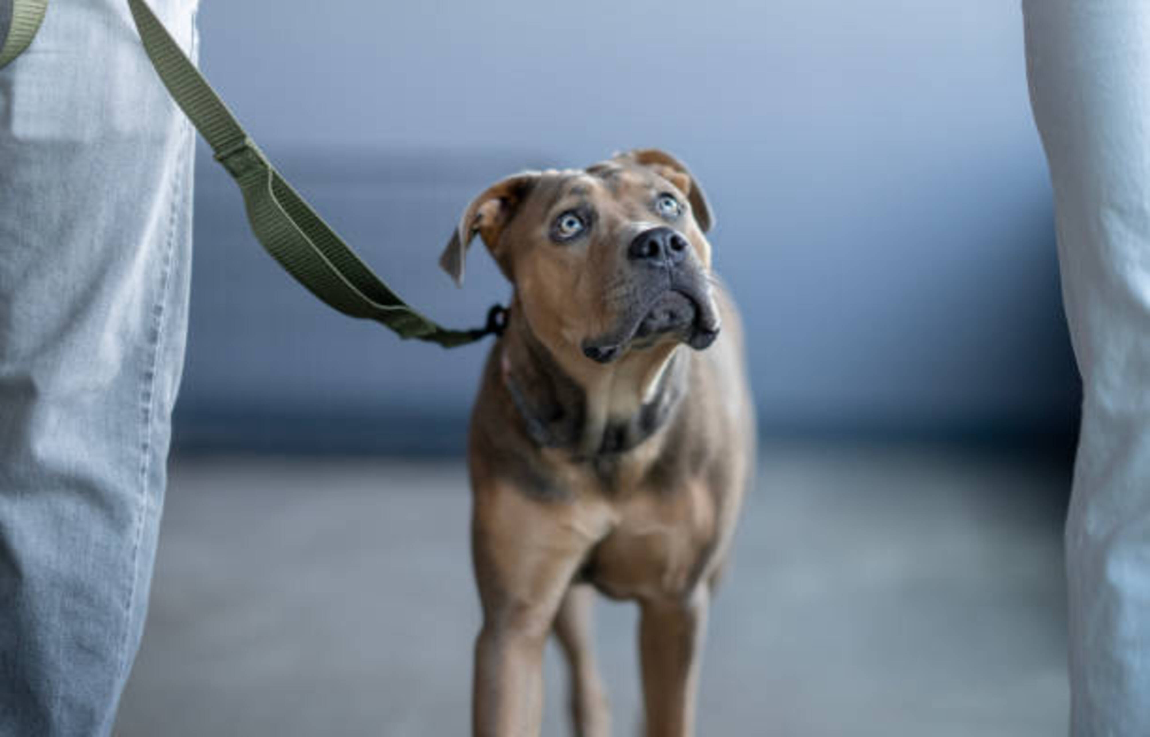 chien qui ne sait pas vers quelle personne aller