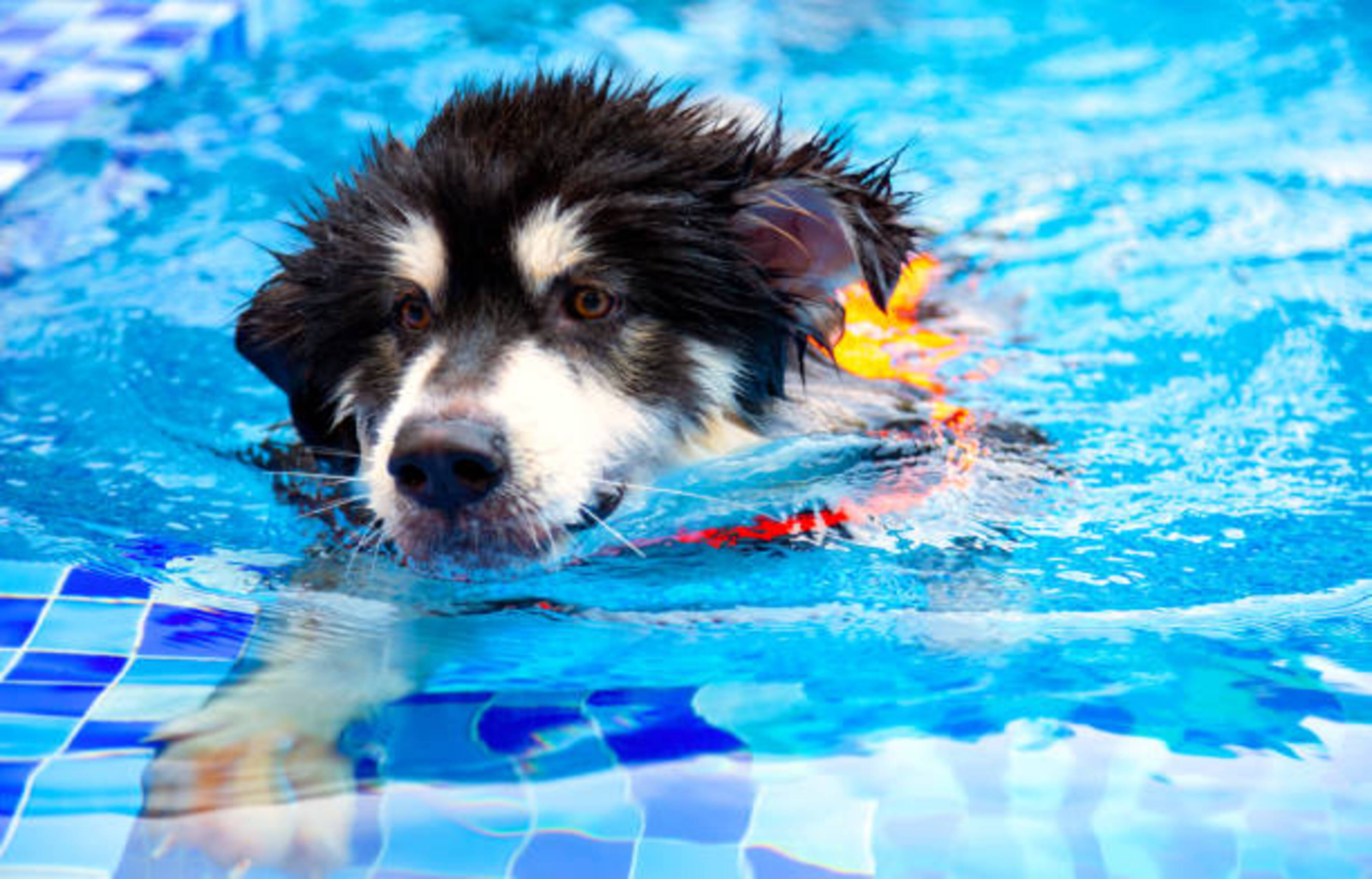 chien qui nage dans une piscine