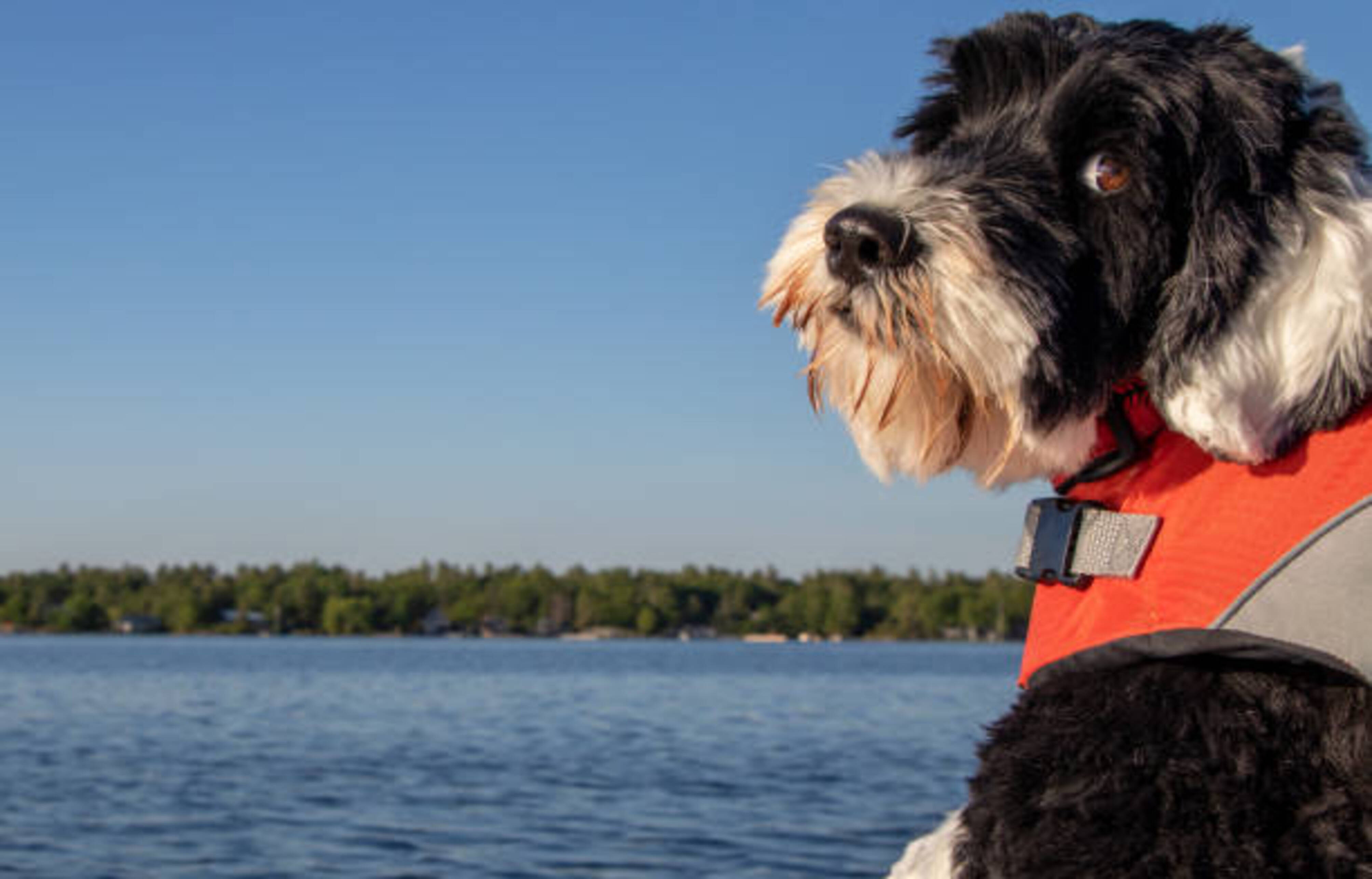 chien avec un gilet de sauvetage qui navigue sur l'eau