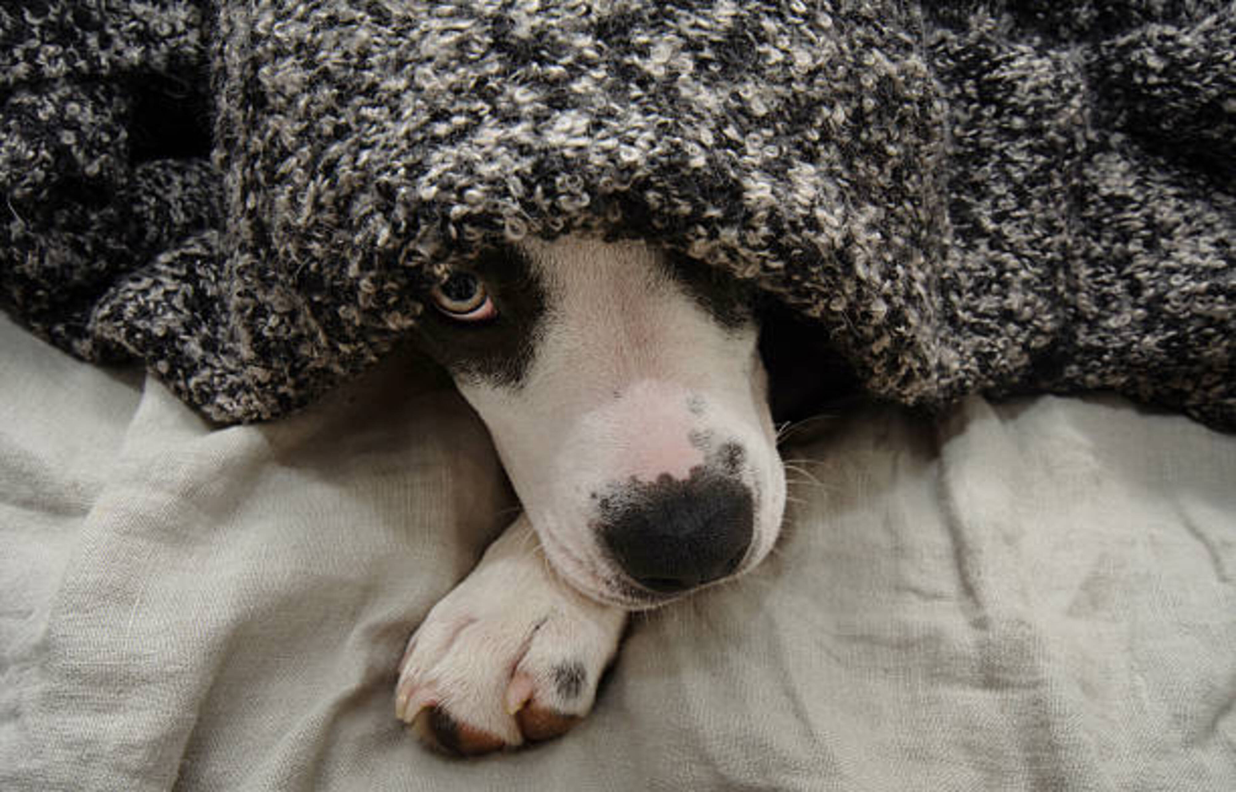 chien qui a peur et se cache sous un plaid
