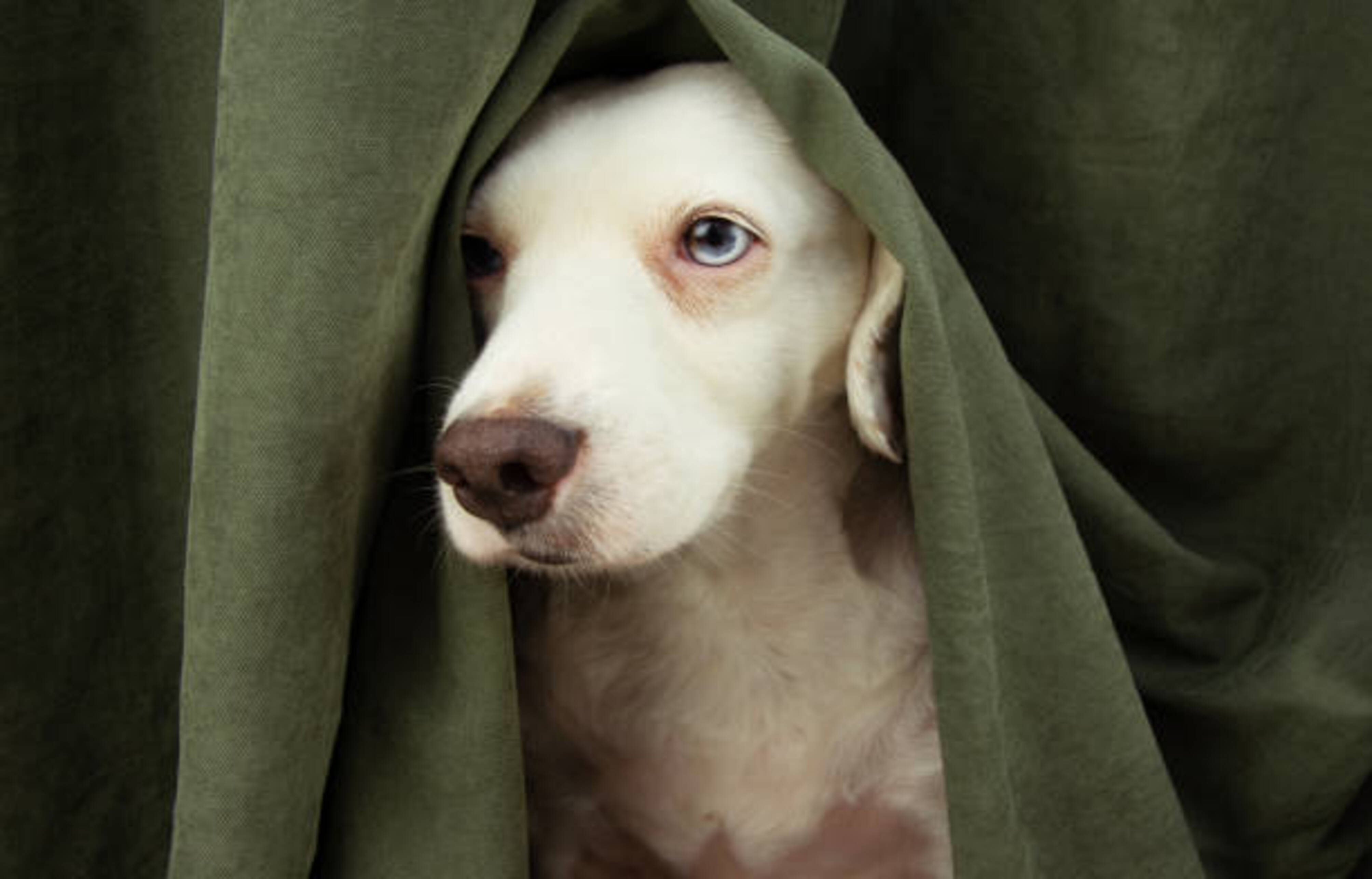 chien caché derrière un rideau