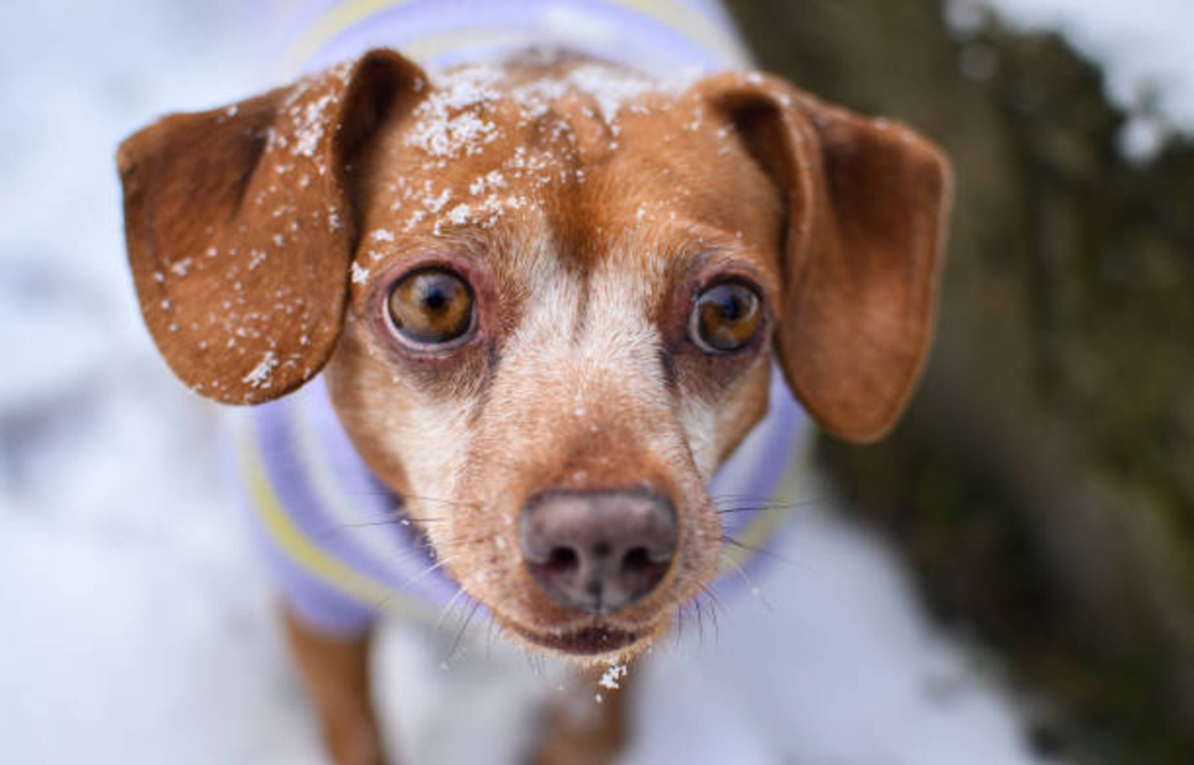 chien dans la neige avec un manteau