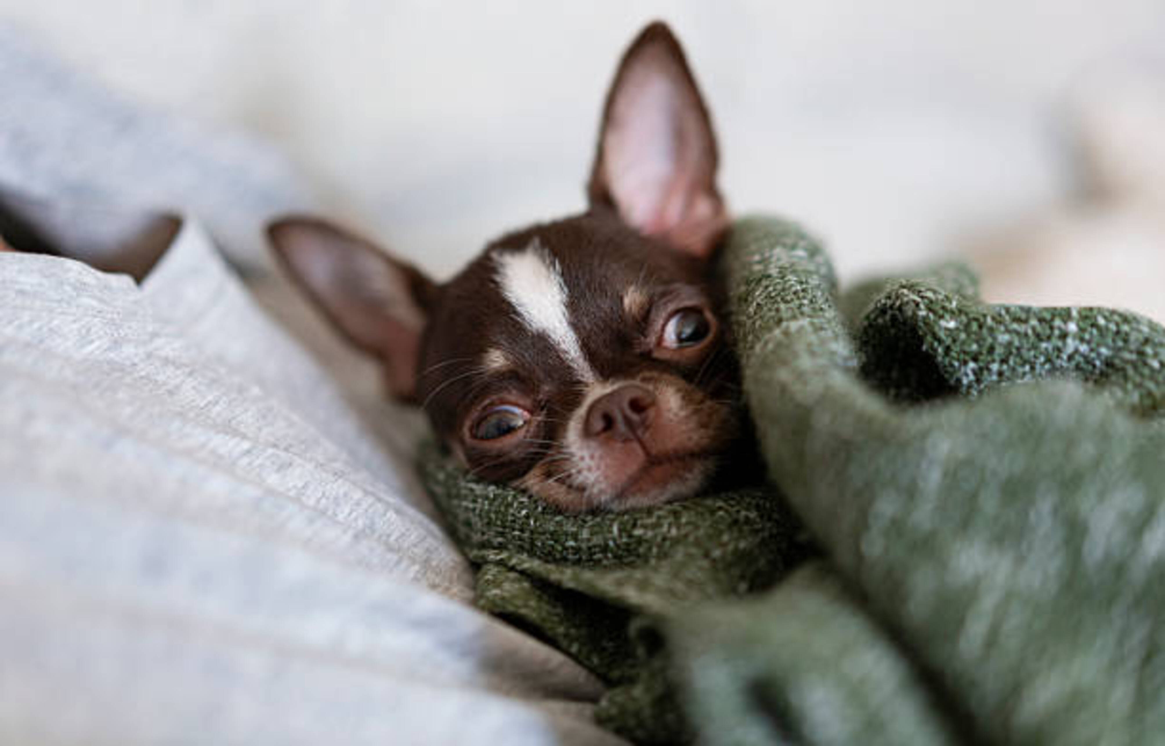 chien dans des couvertures pour se protéger du froid