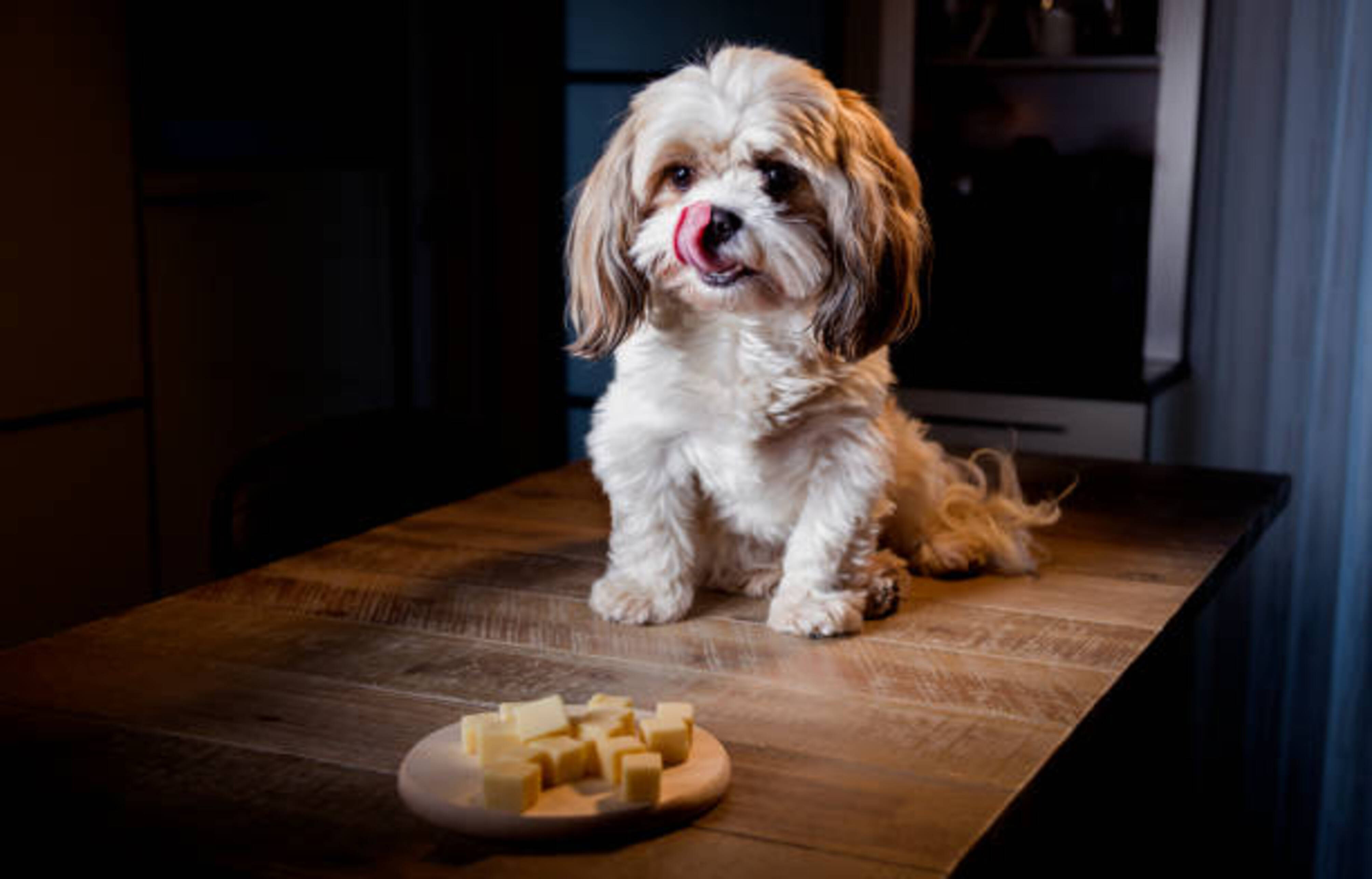 chien assis sur une table qui se lèche les babines en regardant une assiette de fromage