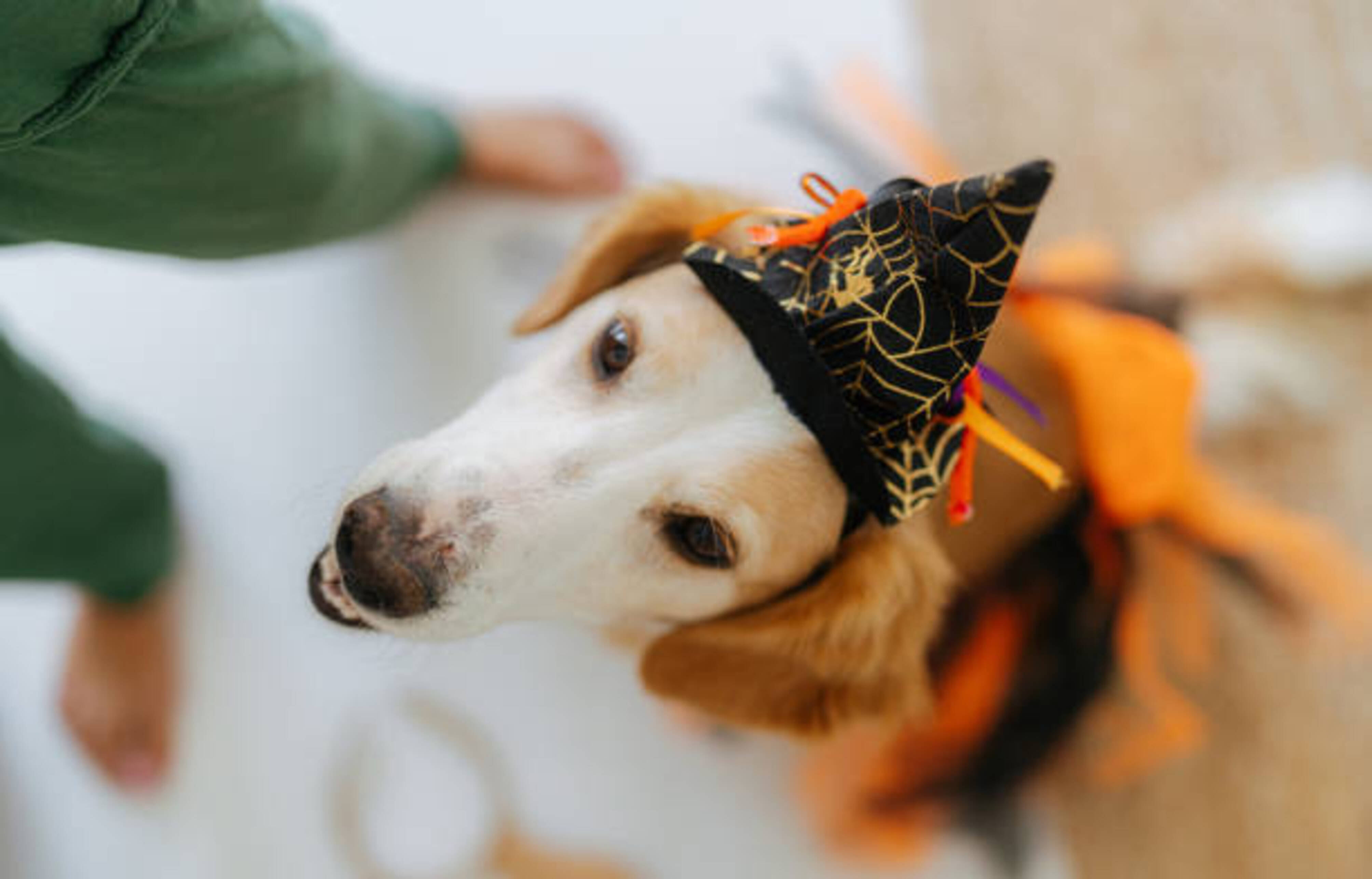 chien assis avec un chapeau sur la tête pour halloween