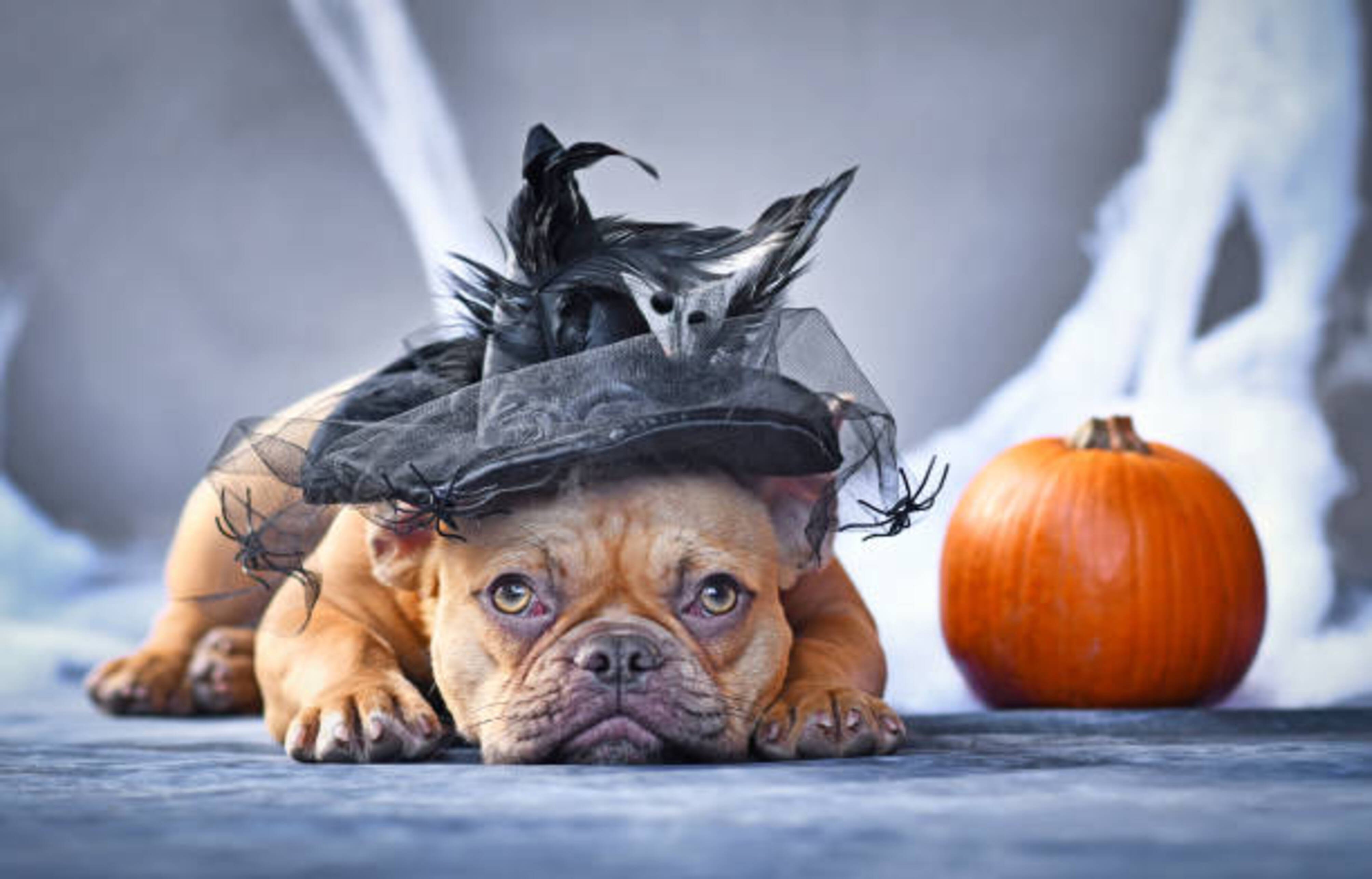 chien avec un chapeau d'halloween allongé à côté d'une citrouille
