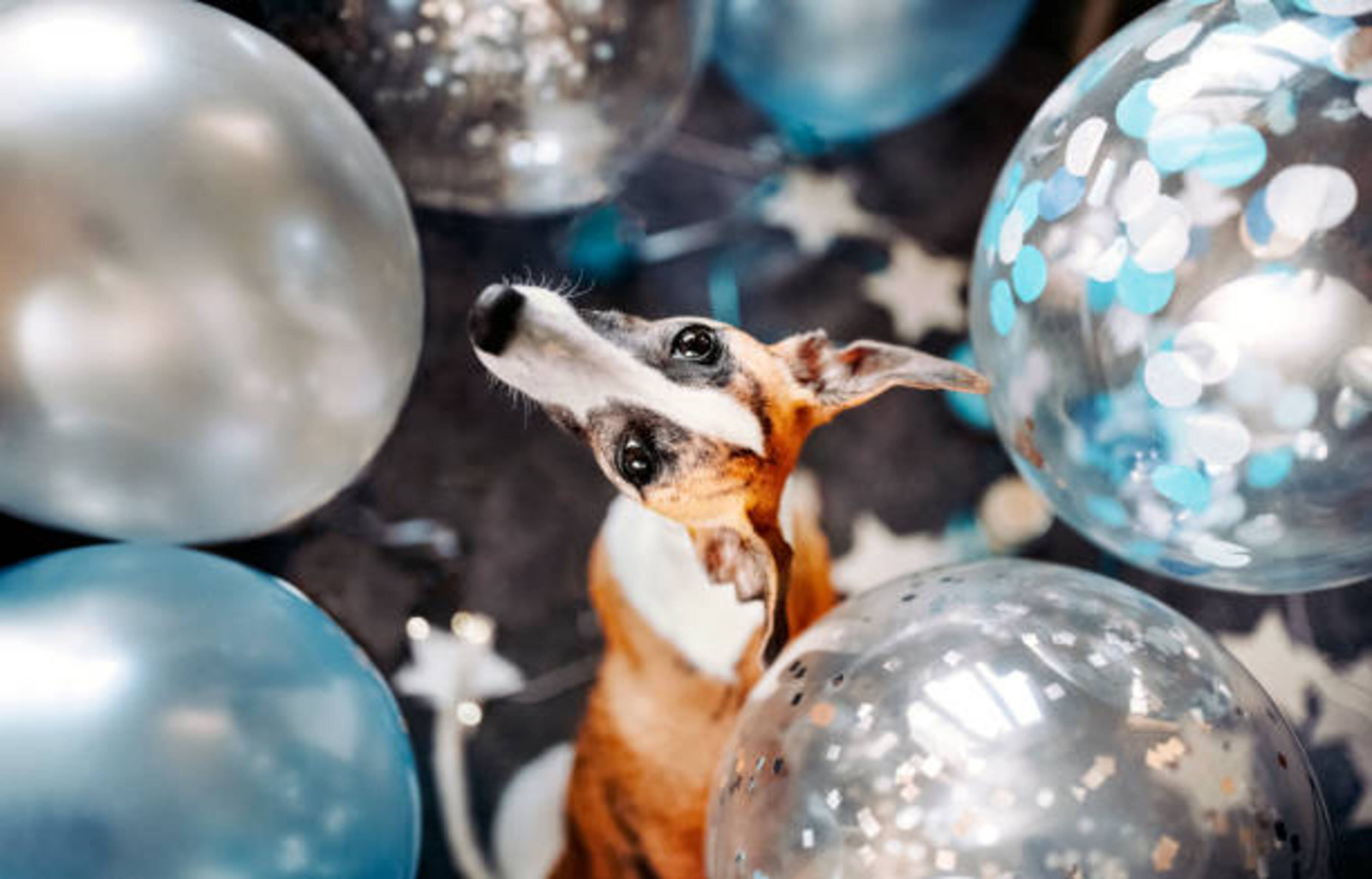 chien assis au milieu de ballons de fête