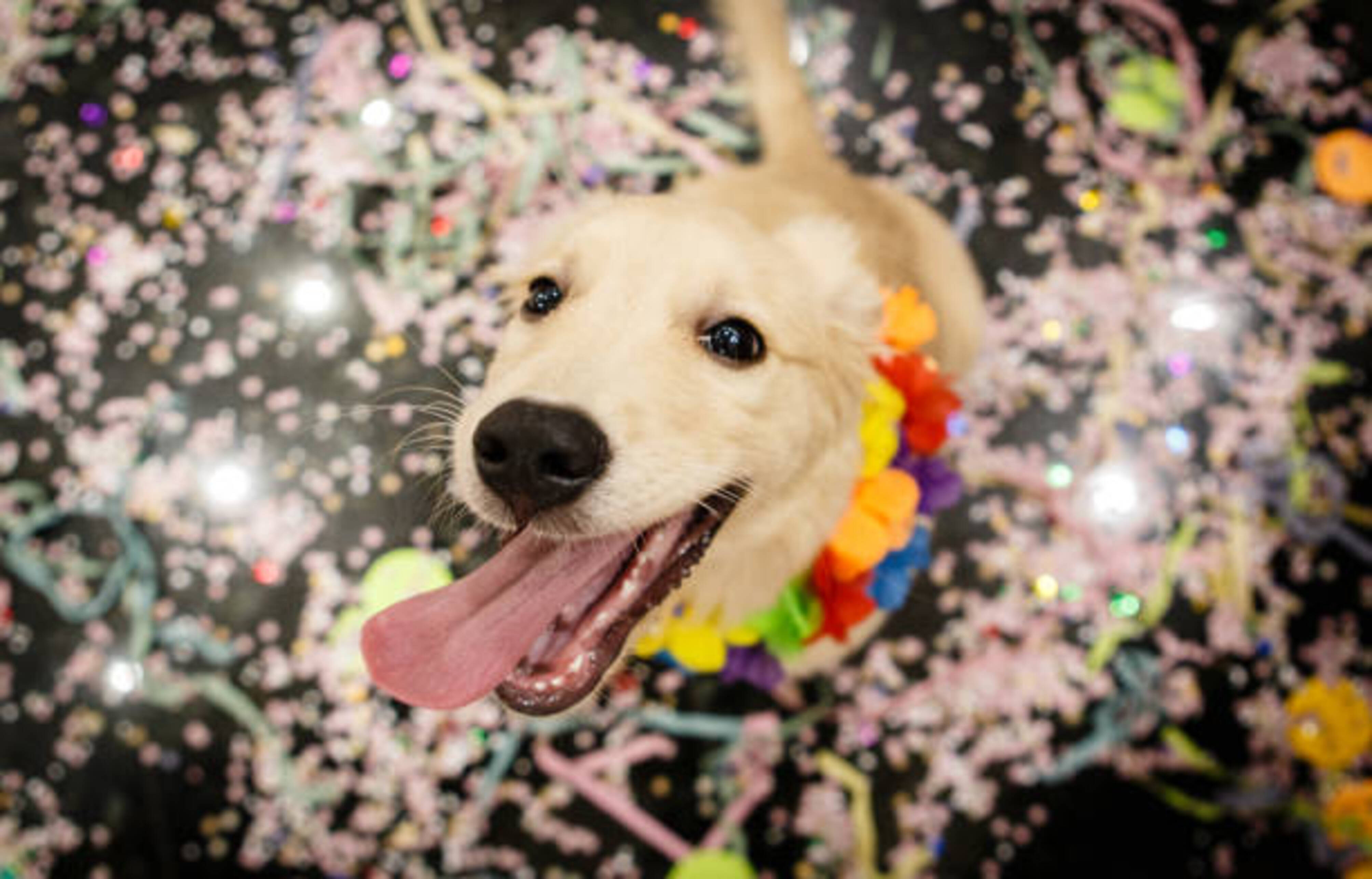 chien assis au milieu de confettis