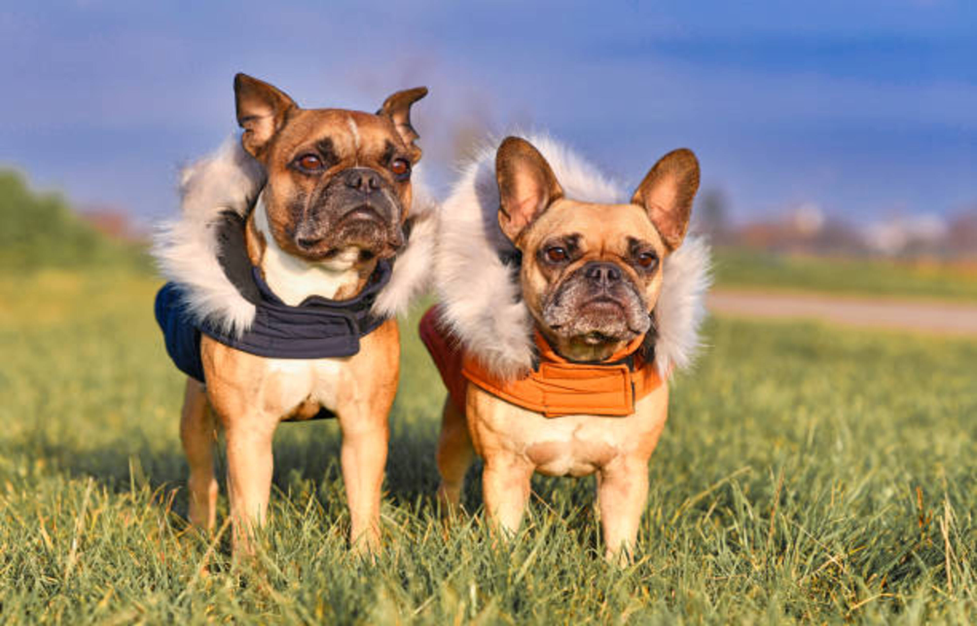 deux chiens dans l'herbe qui portent un manteau