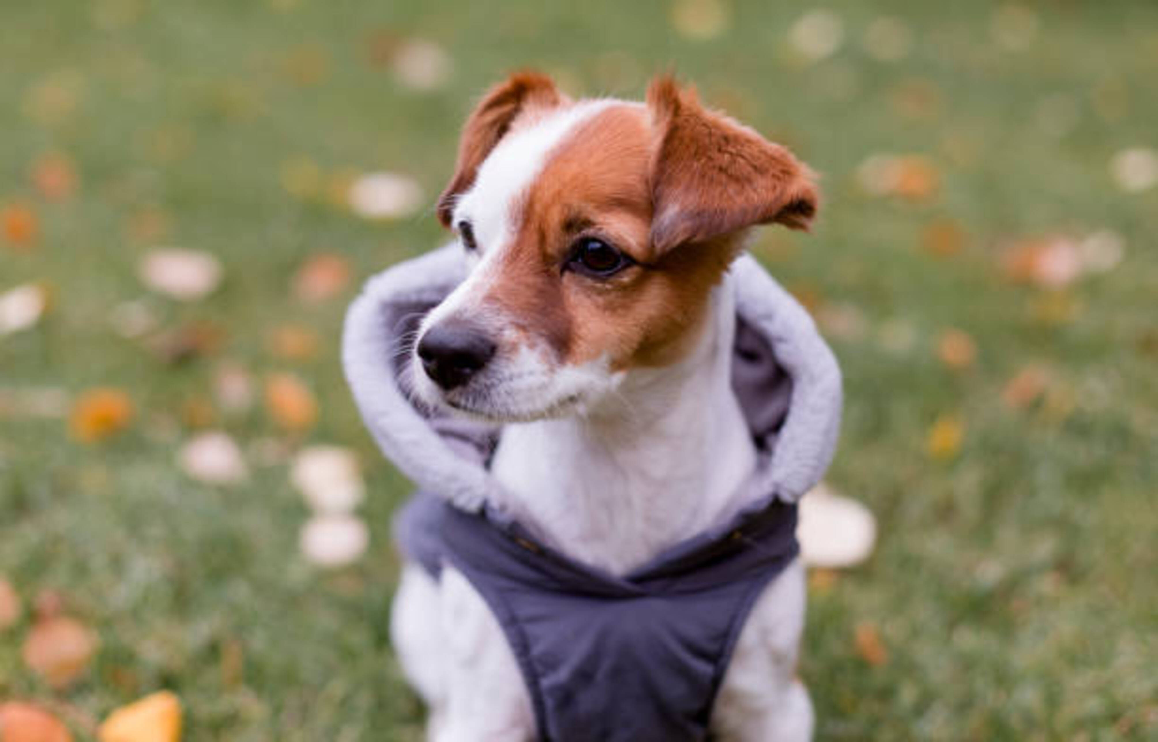 chien qui porte un manteau assis dans l'herbe