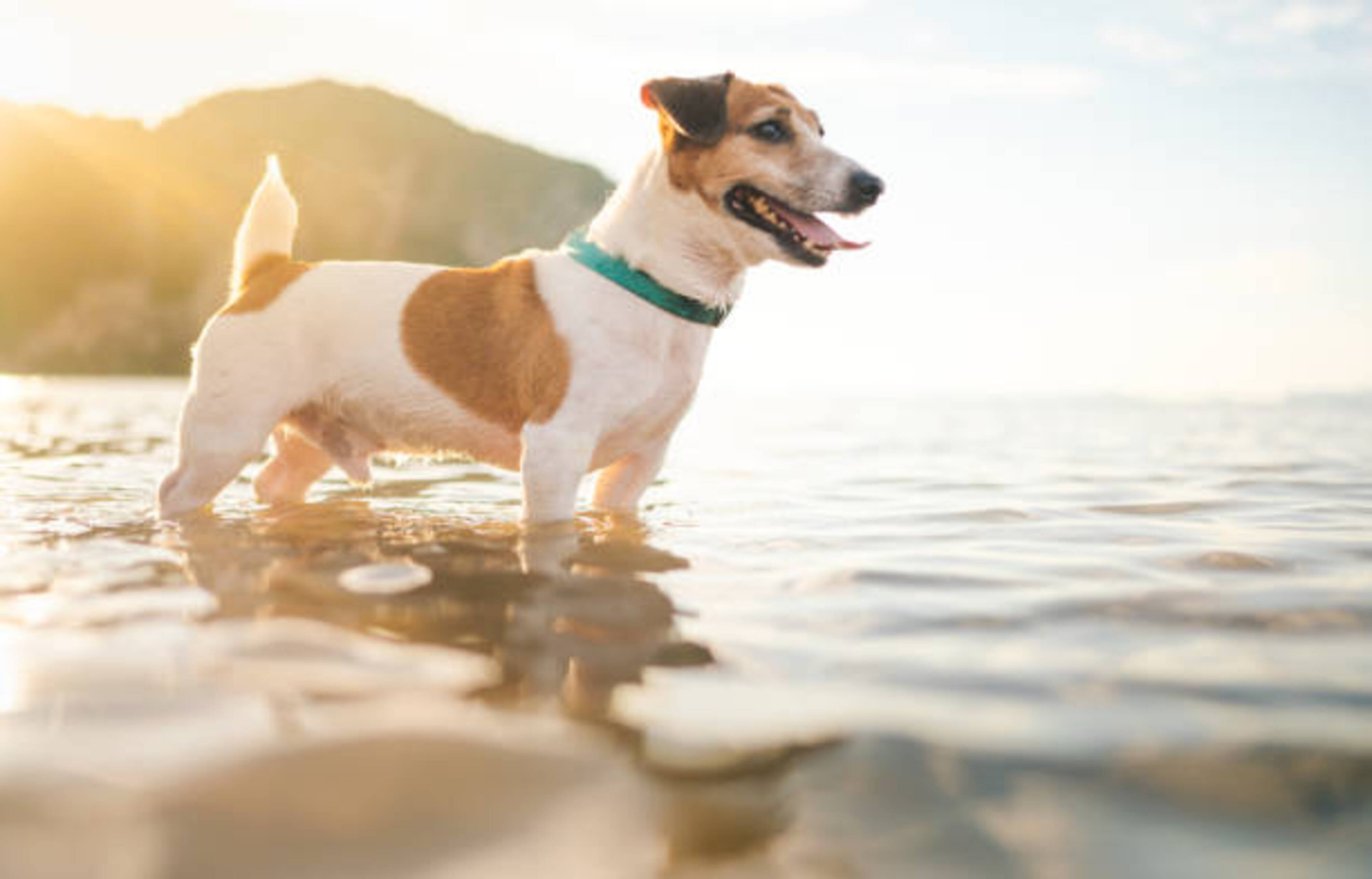 chien avec les pattes dans l'eau de la mer