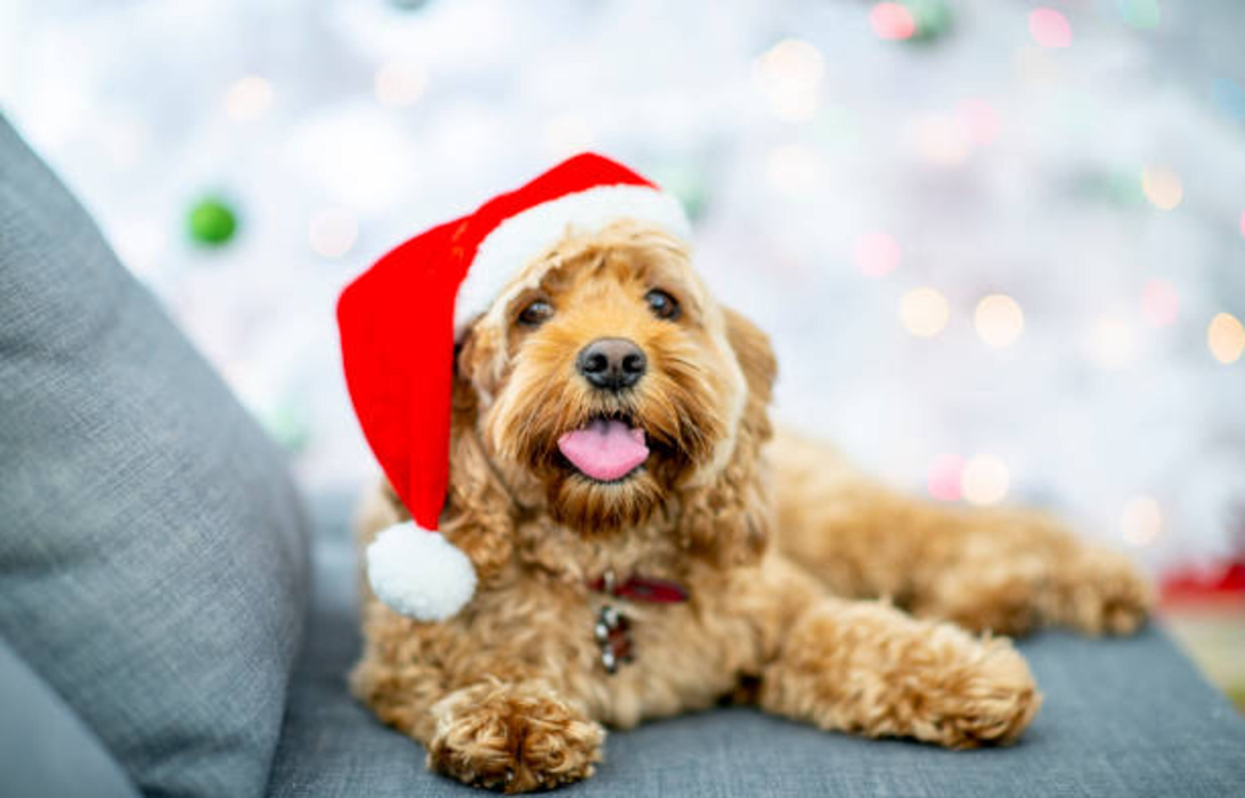 chien allongé avec un bonnet de Noël sur la tête