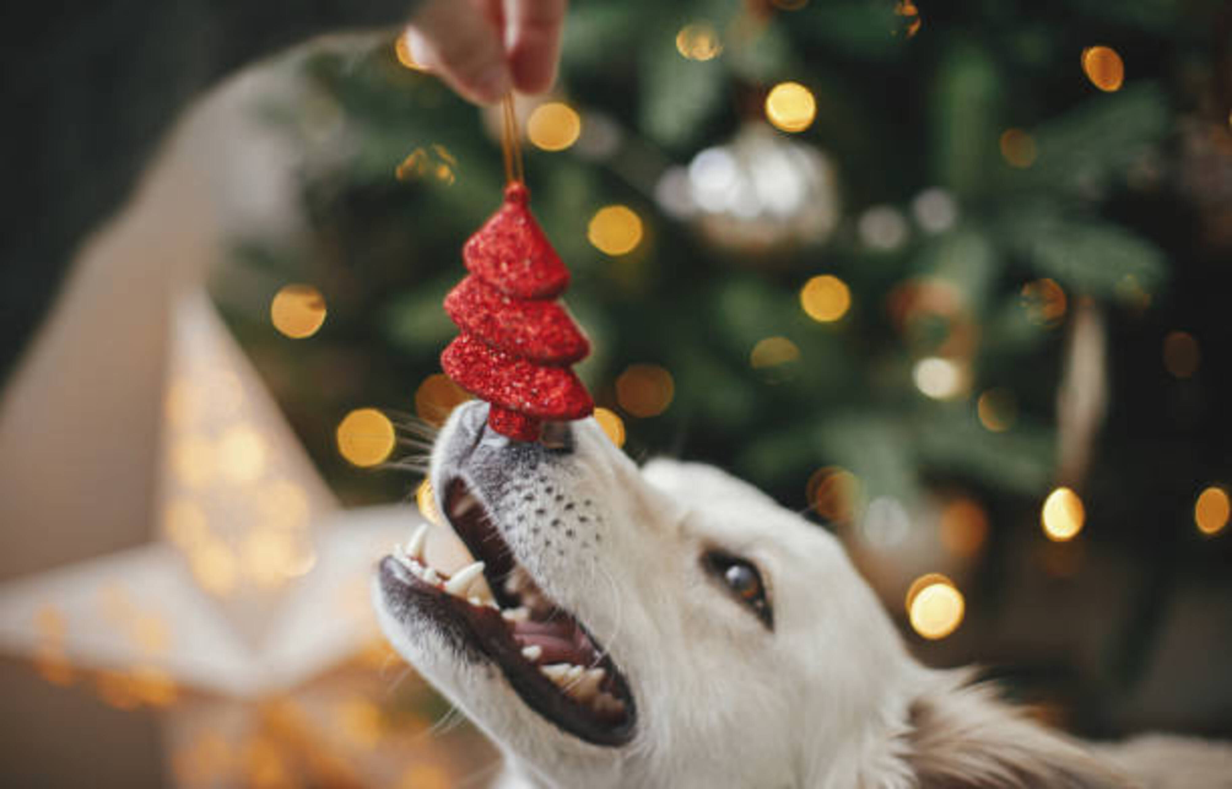 chien qui joue avec une décoration de Noël