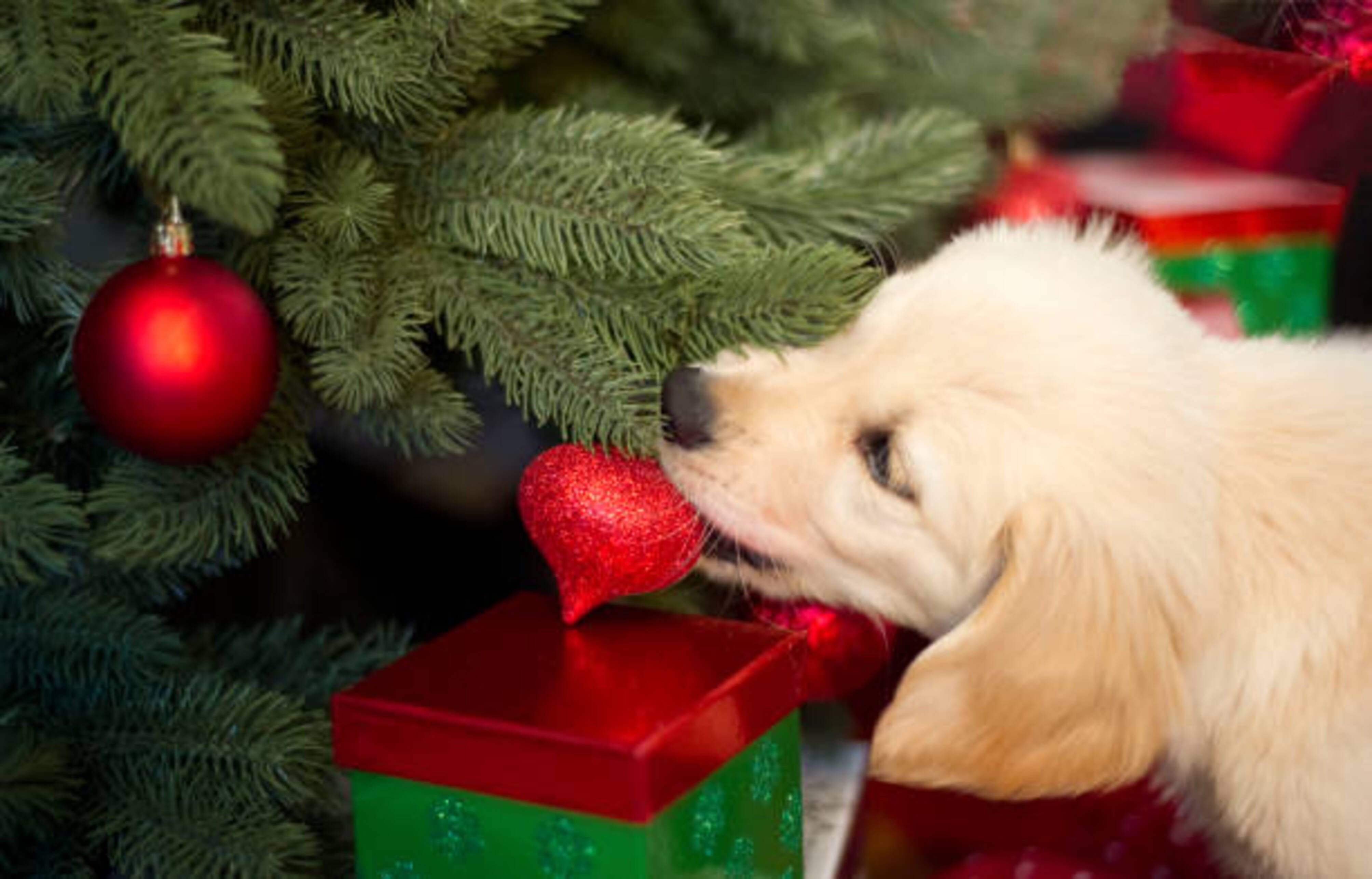 jeune chien qui essaie de manger une décoration de noel dans un sapin