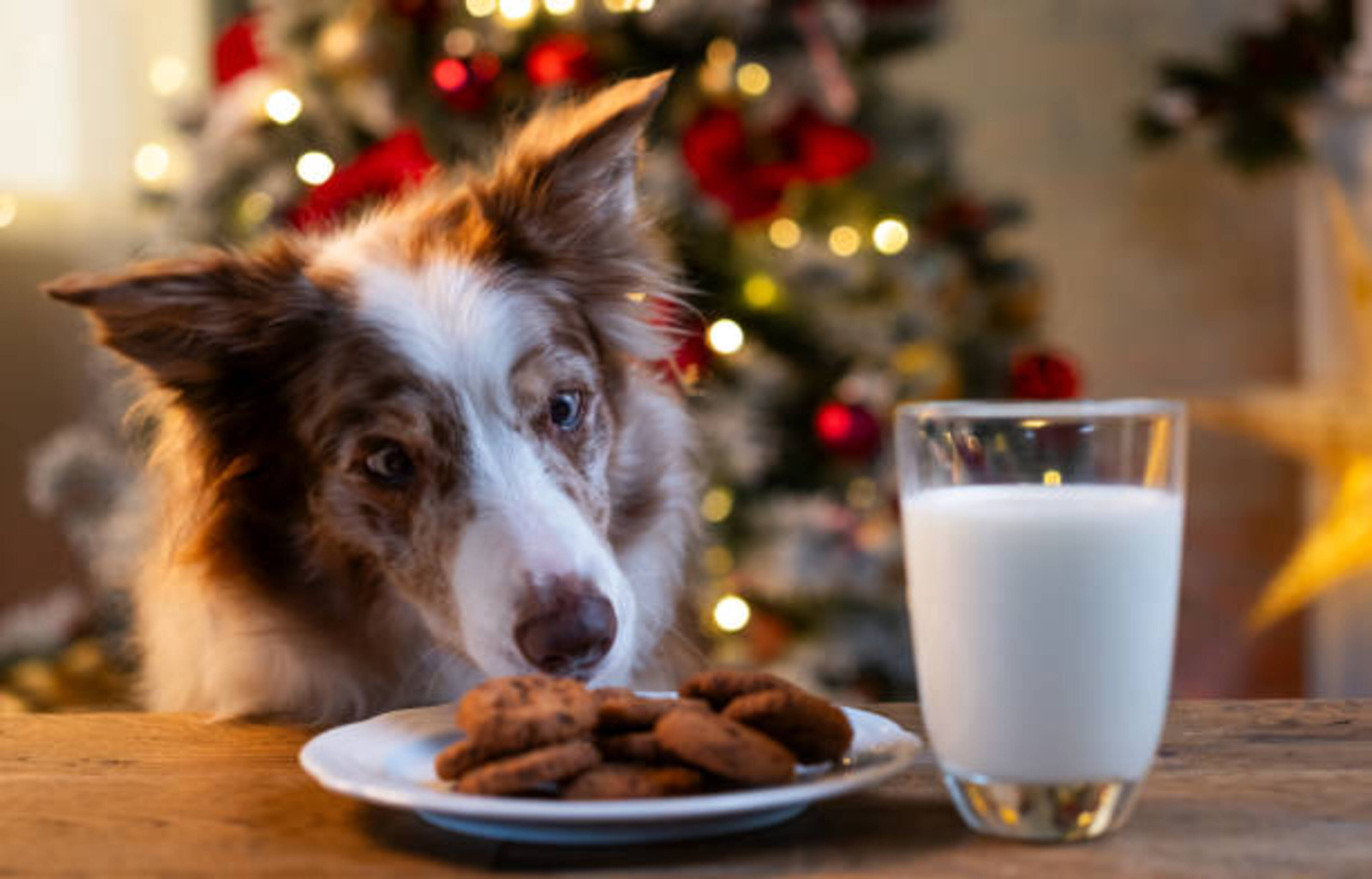 chien qui est attiré par des biscuits laissés pour le Père Noël sur une table