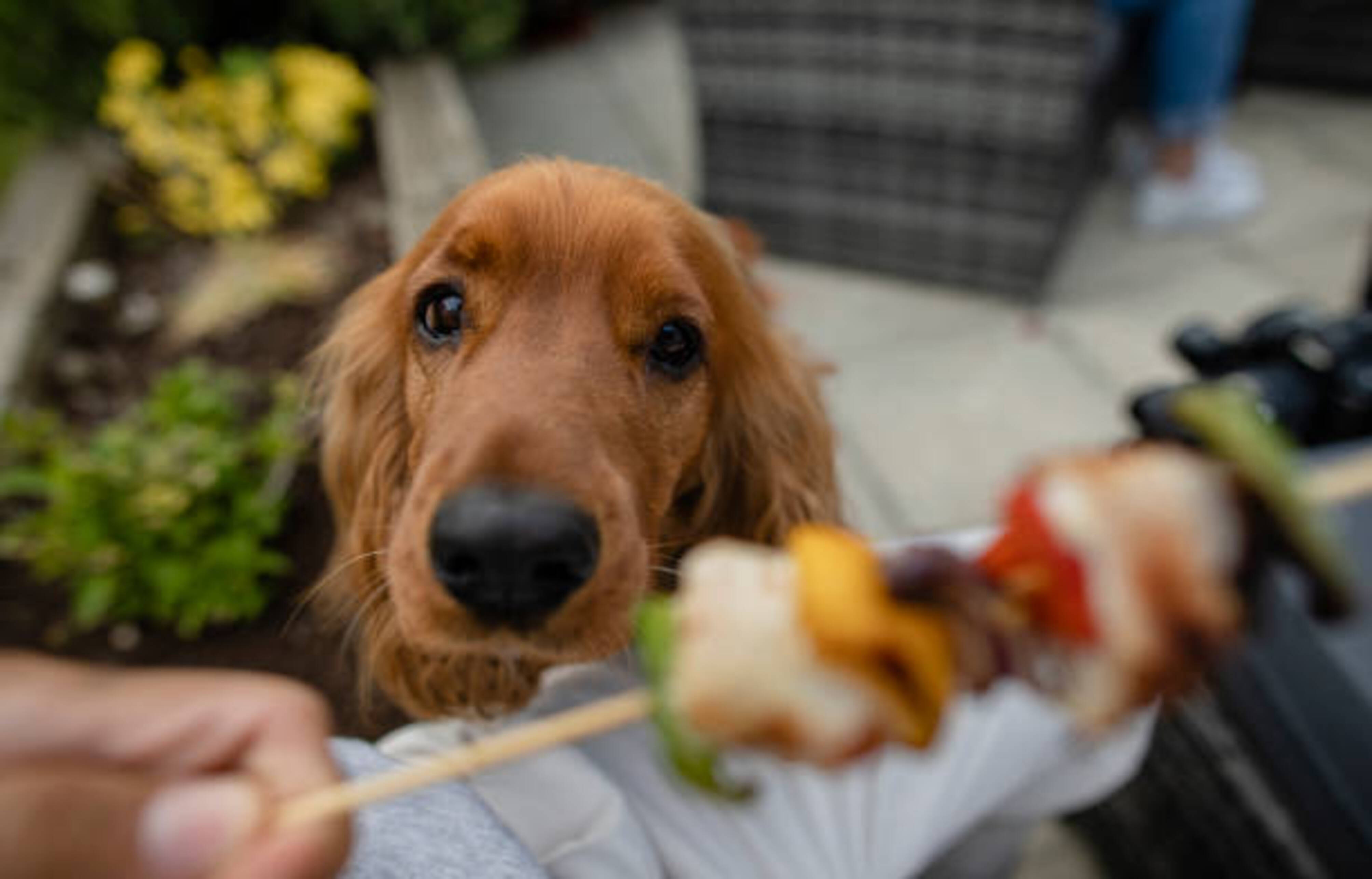 chien qui regarde son propriétaire en train de manger une brochette