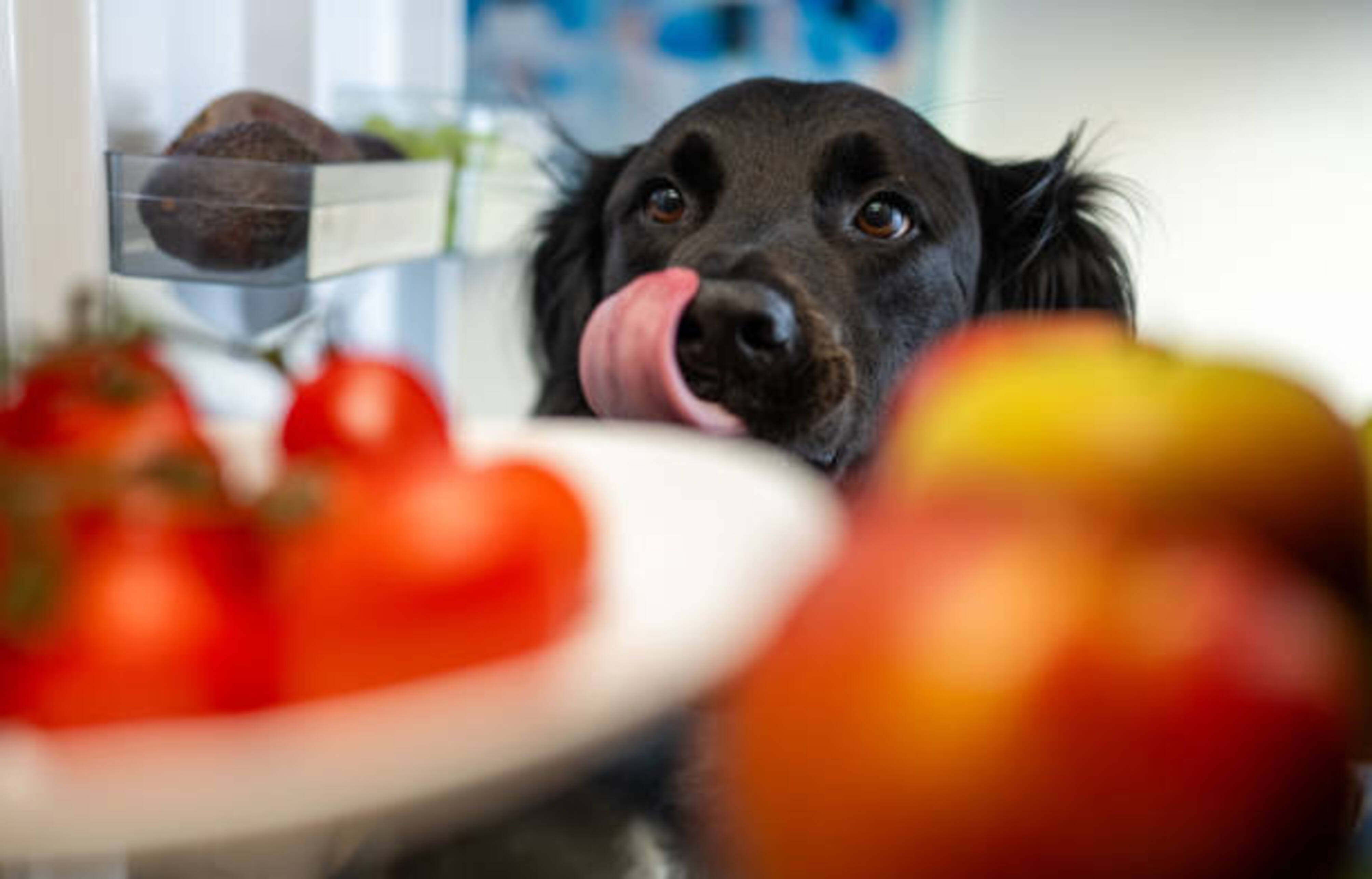 chien qui se lèche les babines devant des aliments pour humain