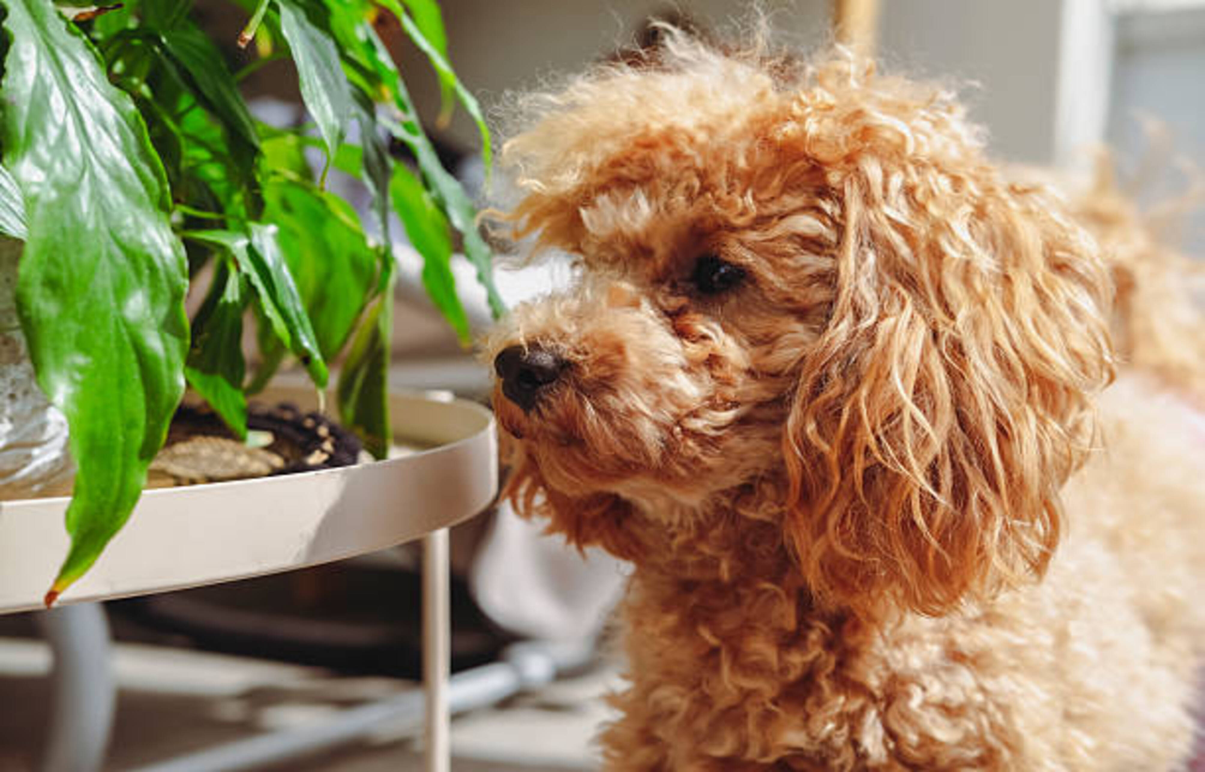 chien qui renifle une plante à l'intérieur d'une maison