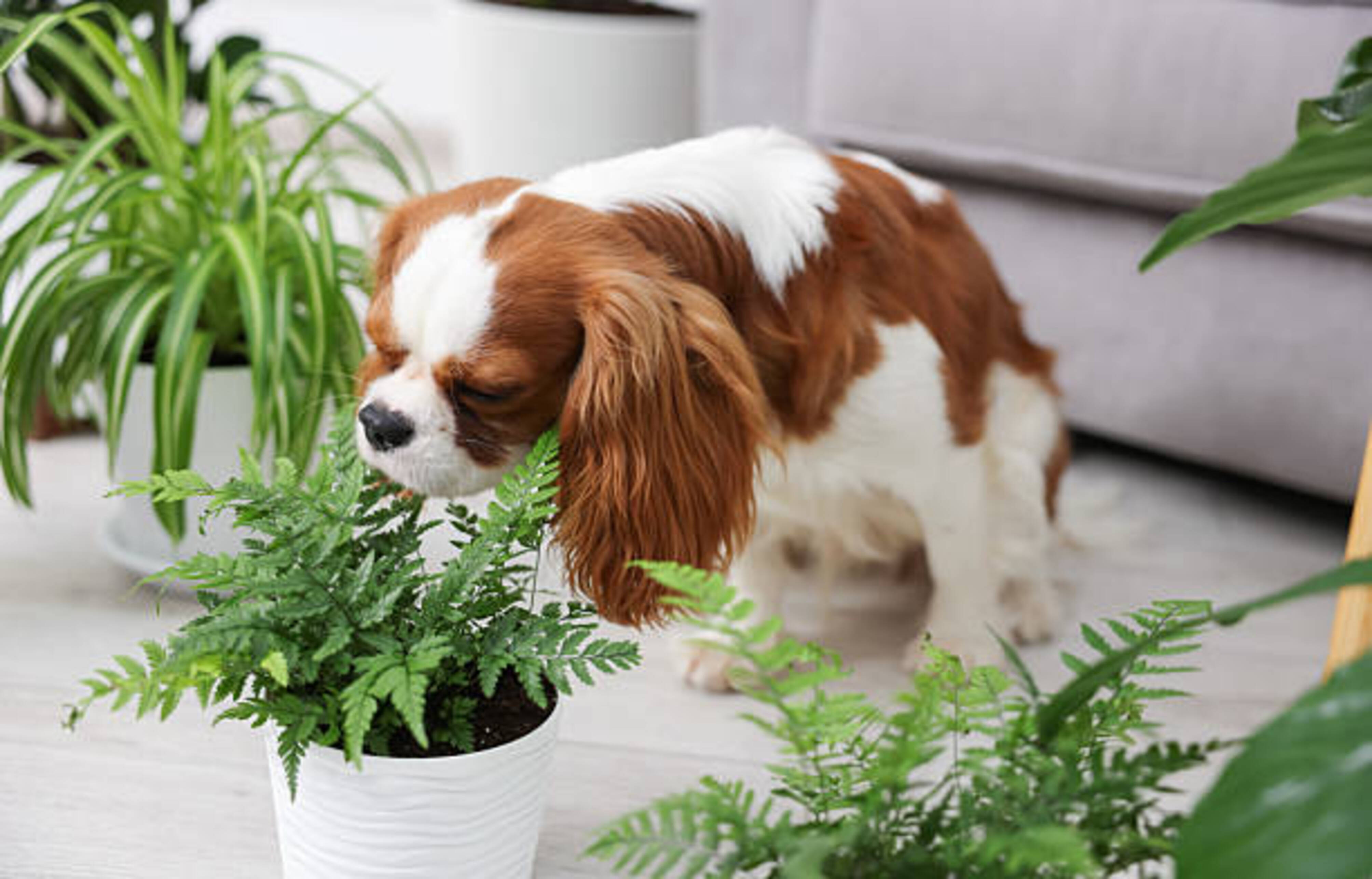 chien qui renifle une plante verte