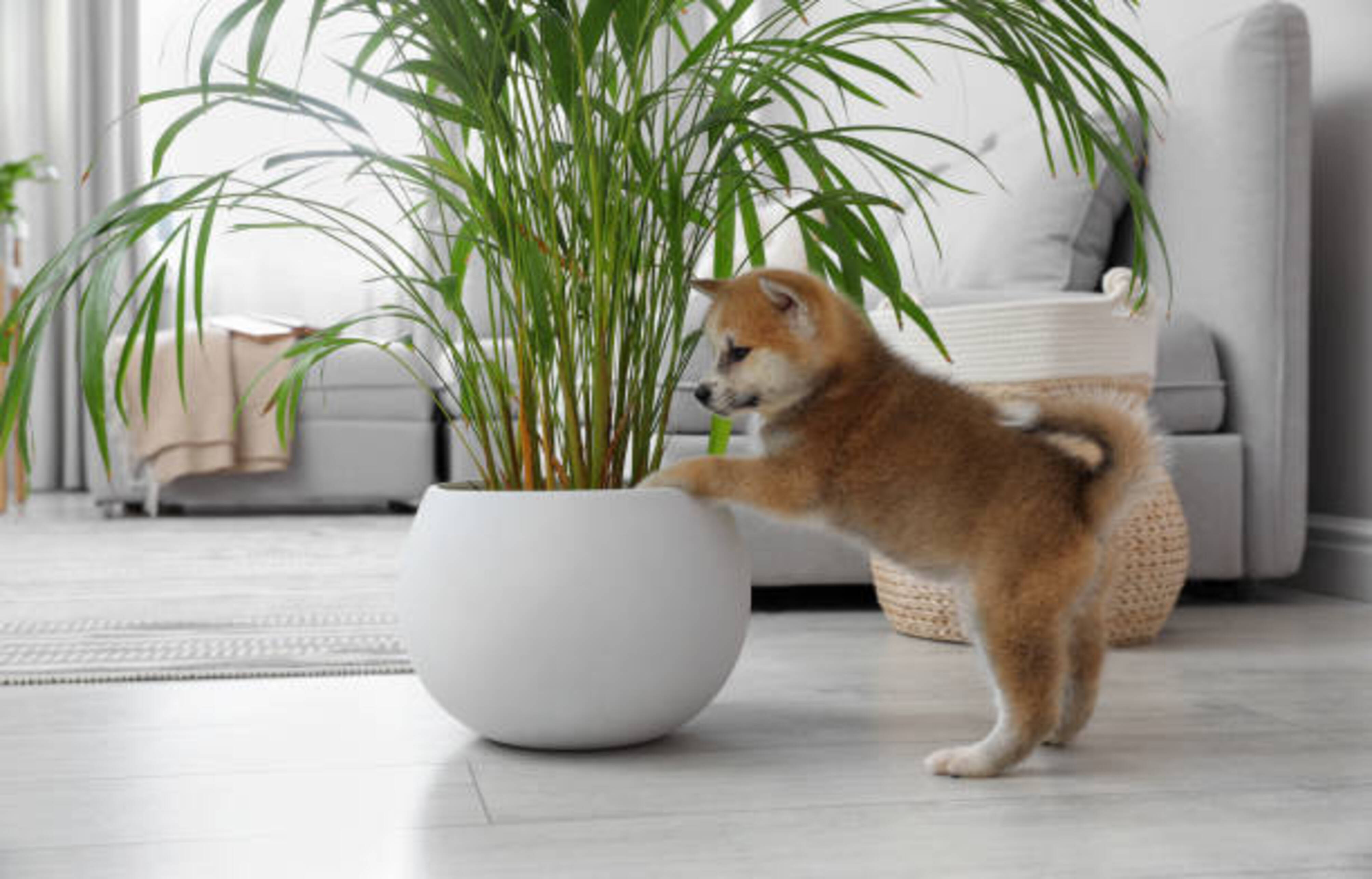 chien debout avec les deux pattes avant sur un pot de plante verte