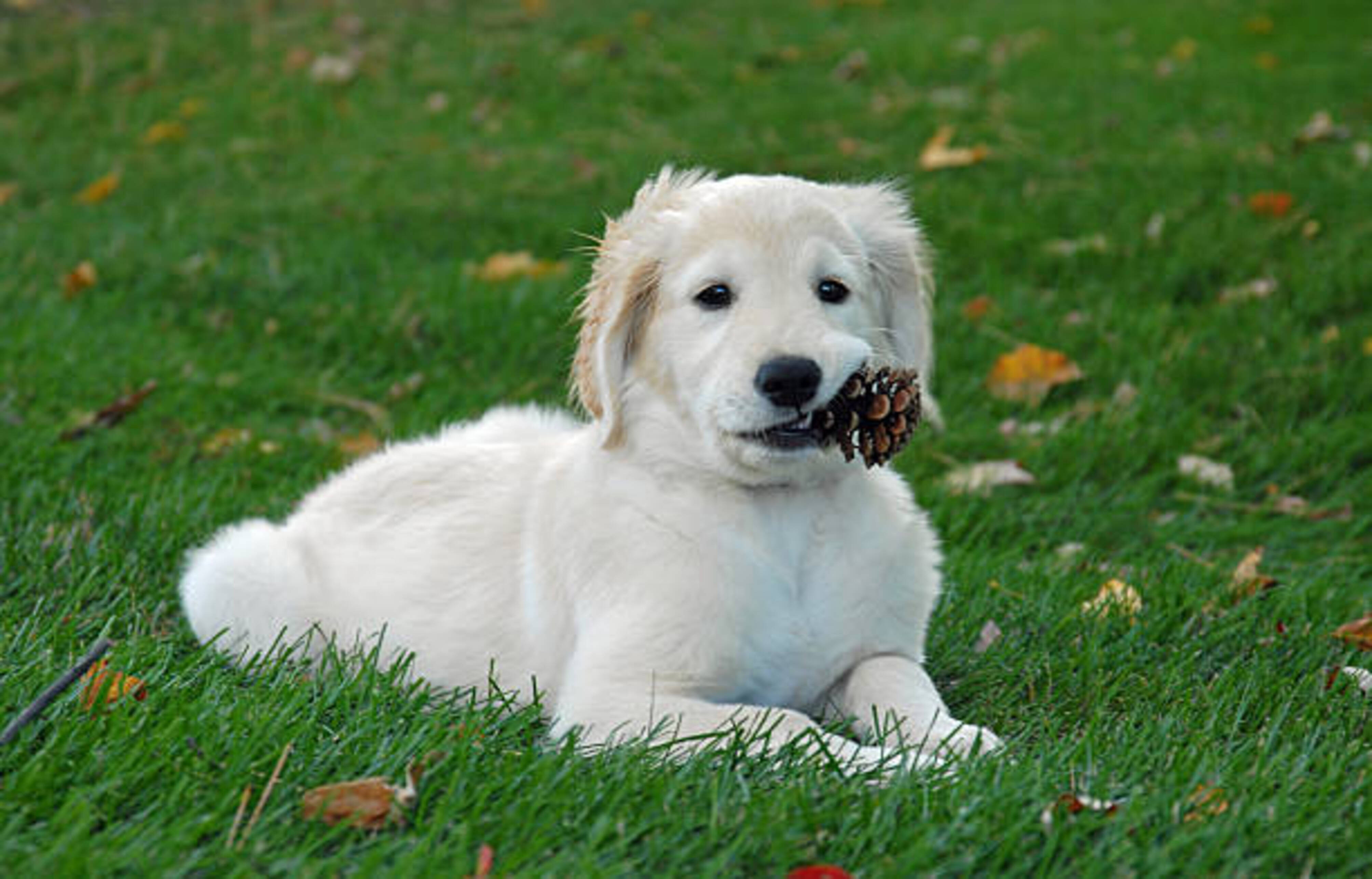 chien allong dans l'herbe avec une pomme de pin dans la gueule
