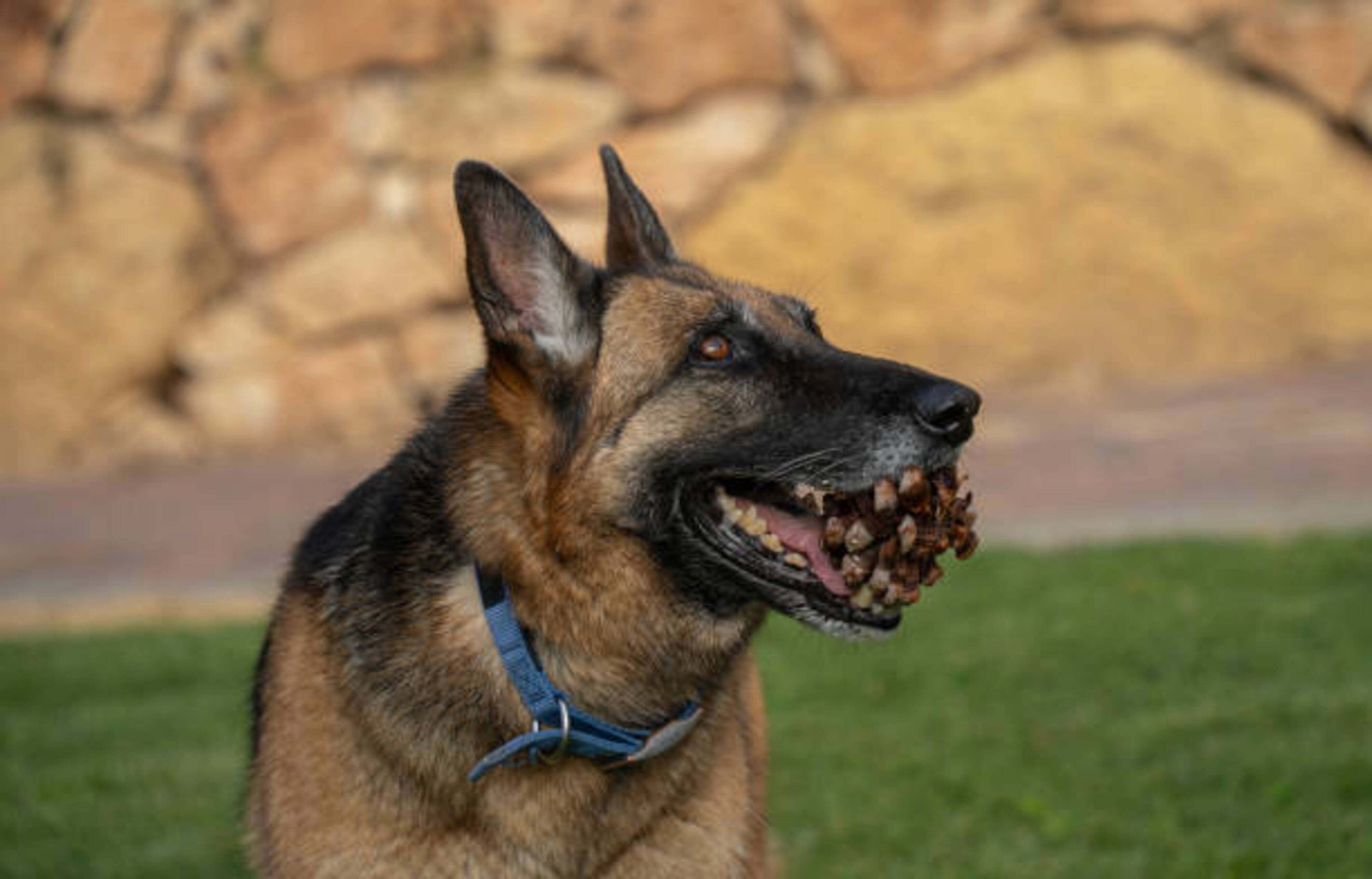 chien avec une pomme de pin dans la gueule