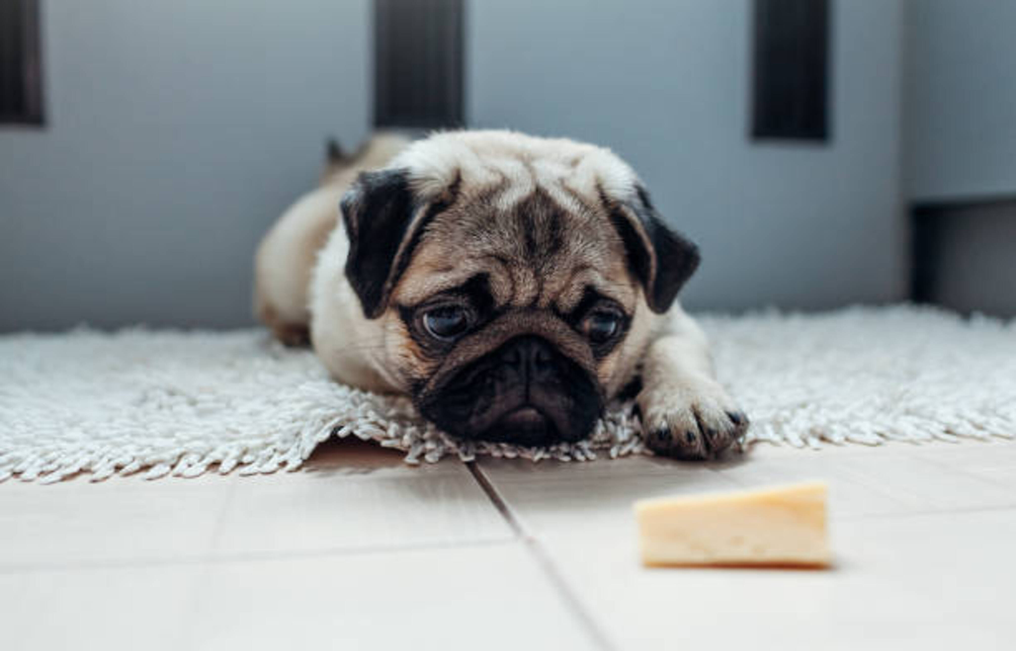 chien allongé devant un morceau de fromage