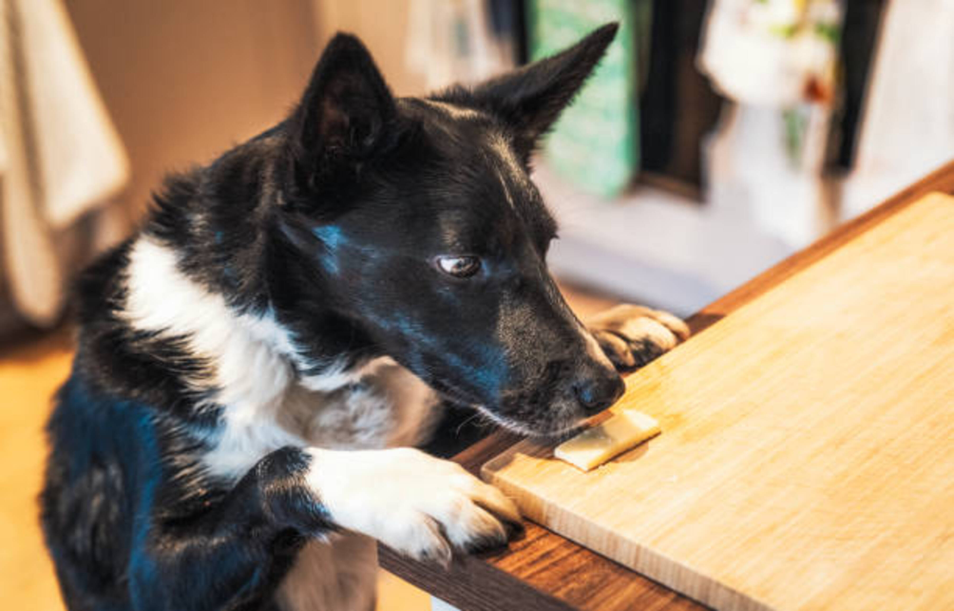 chien qui essaie de prendre un morceau de formage sur une table