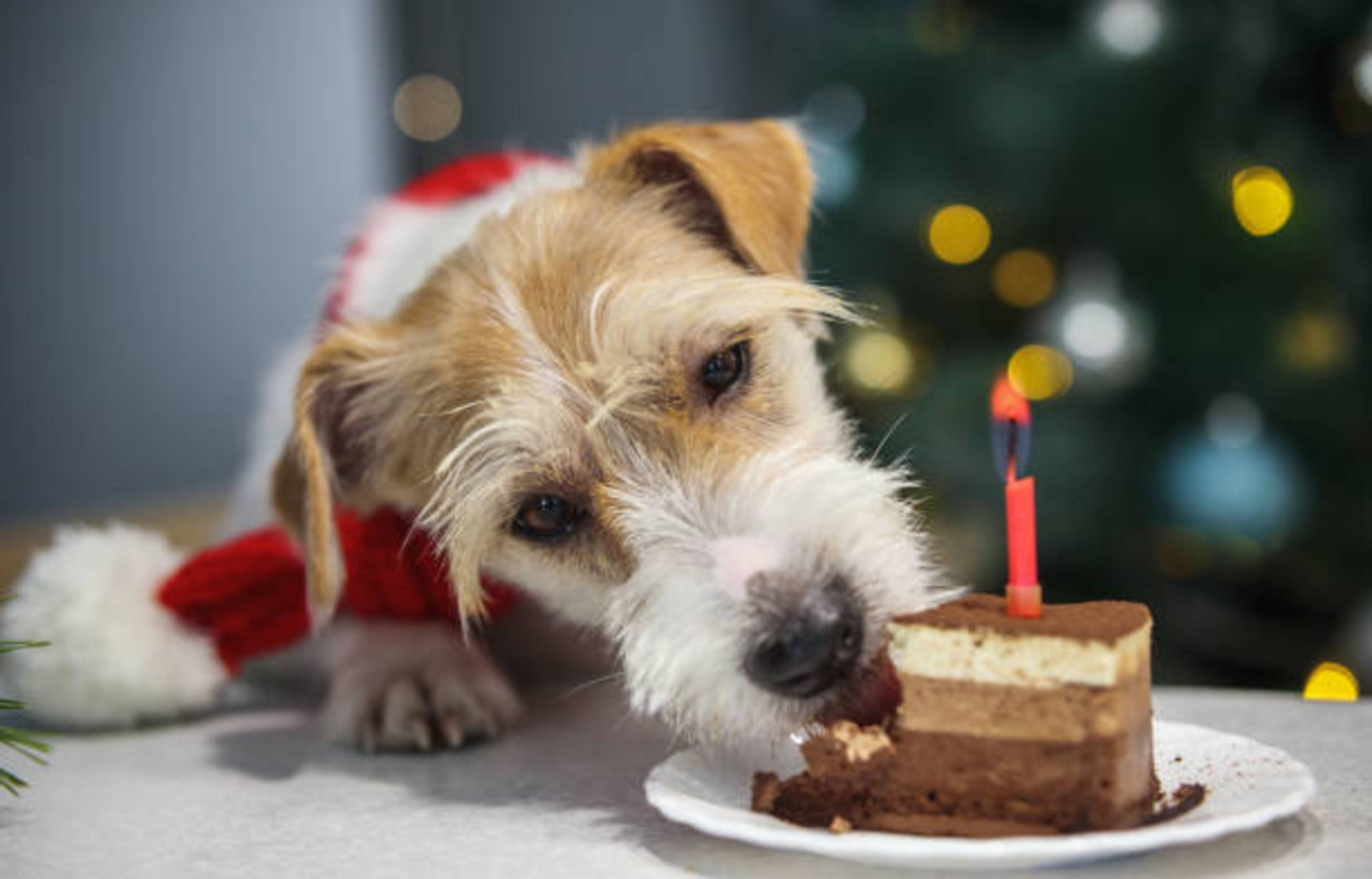 chien qui mange à table un gâteau de Noël