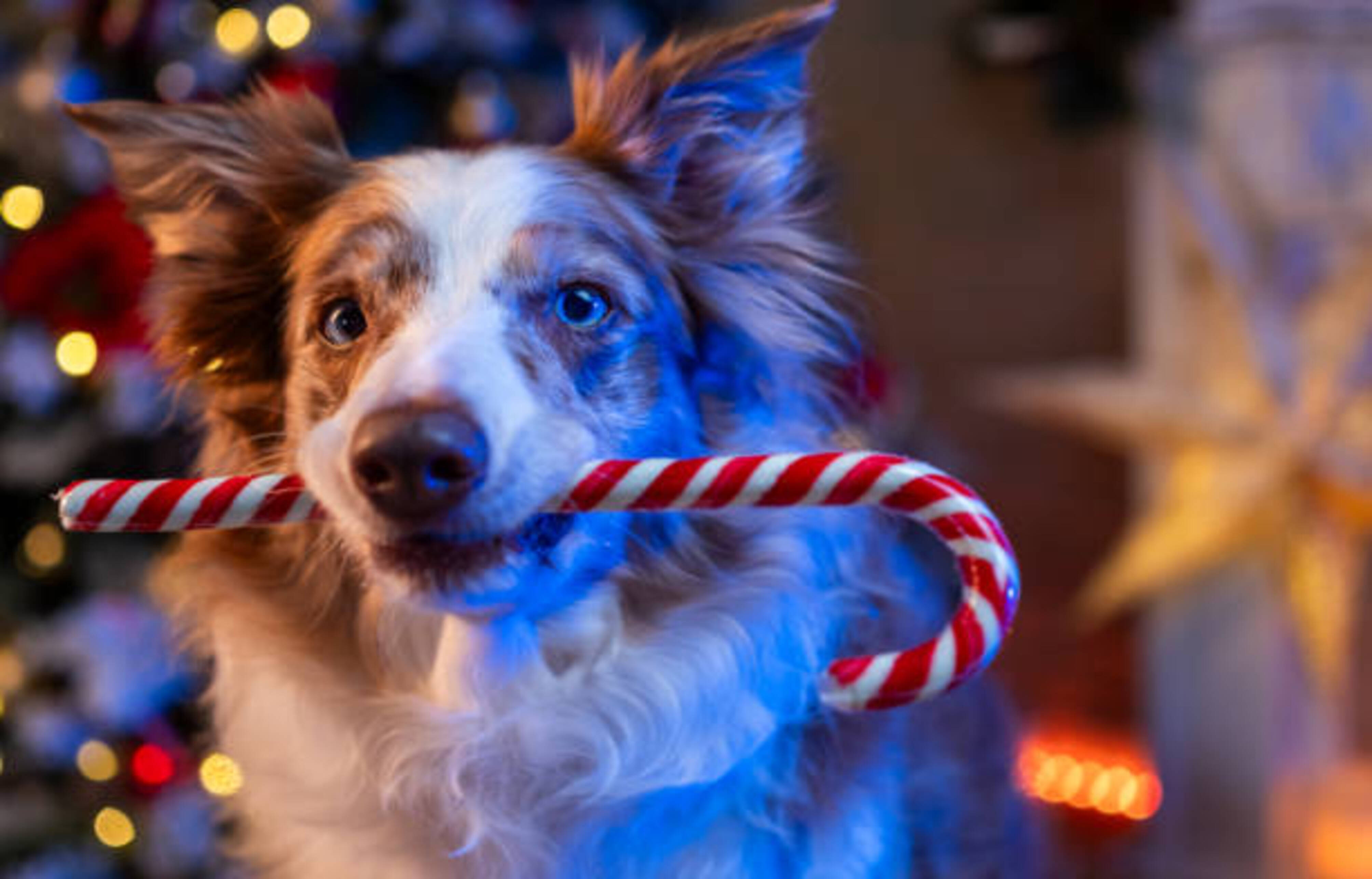 chien avec une friandise de Noël dans la gueule