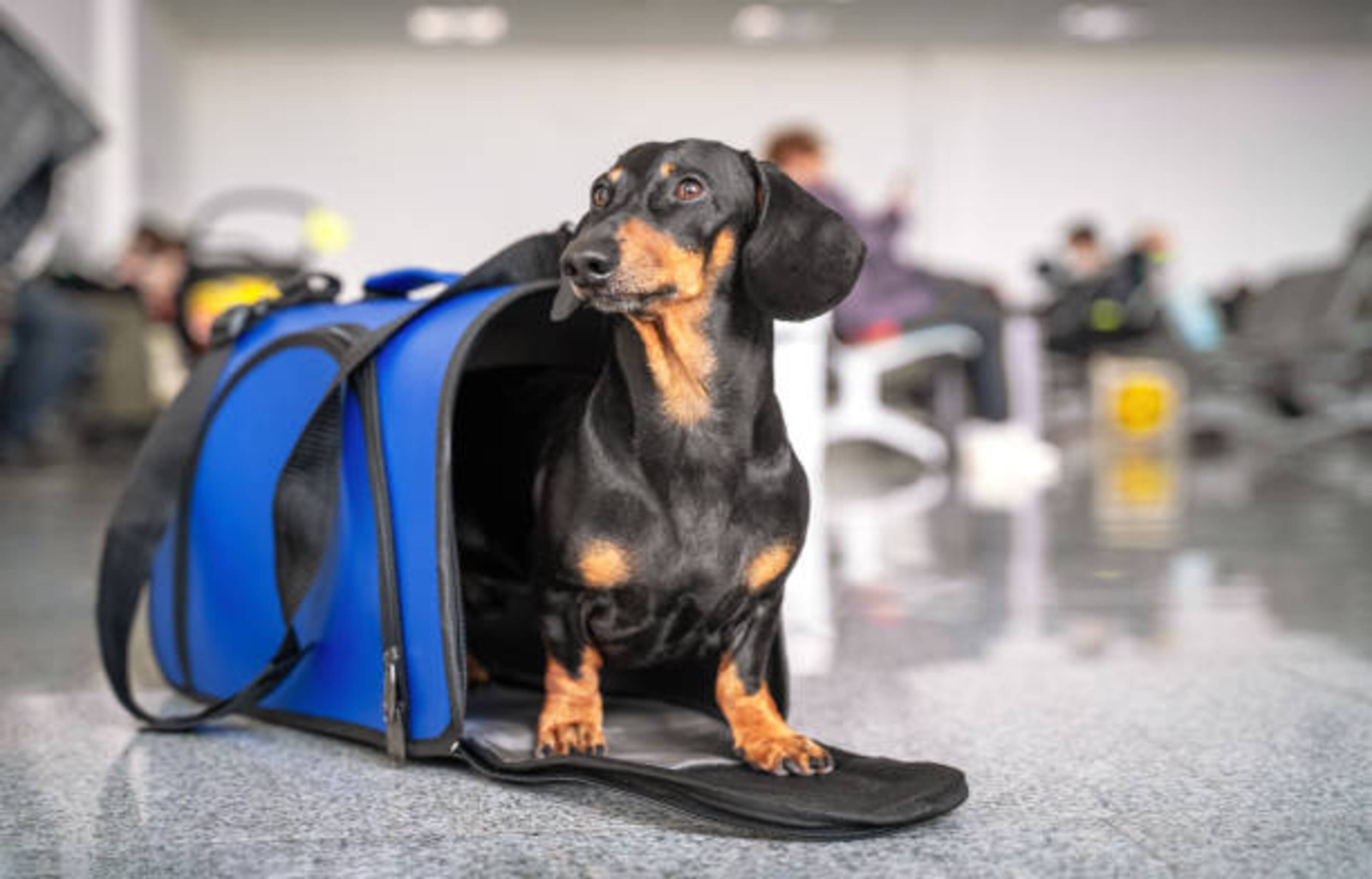 chien qui attend à l'extérieur d'un sac de transport pour chien