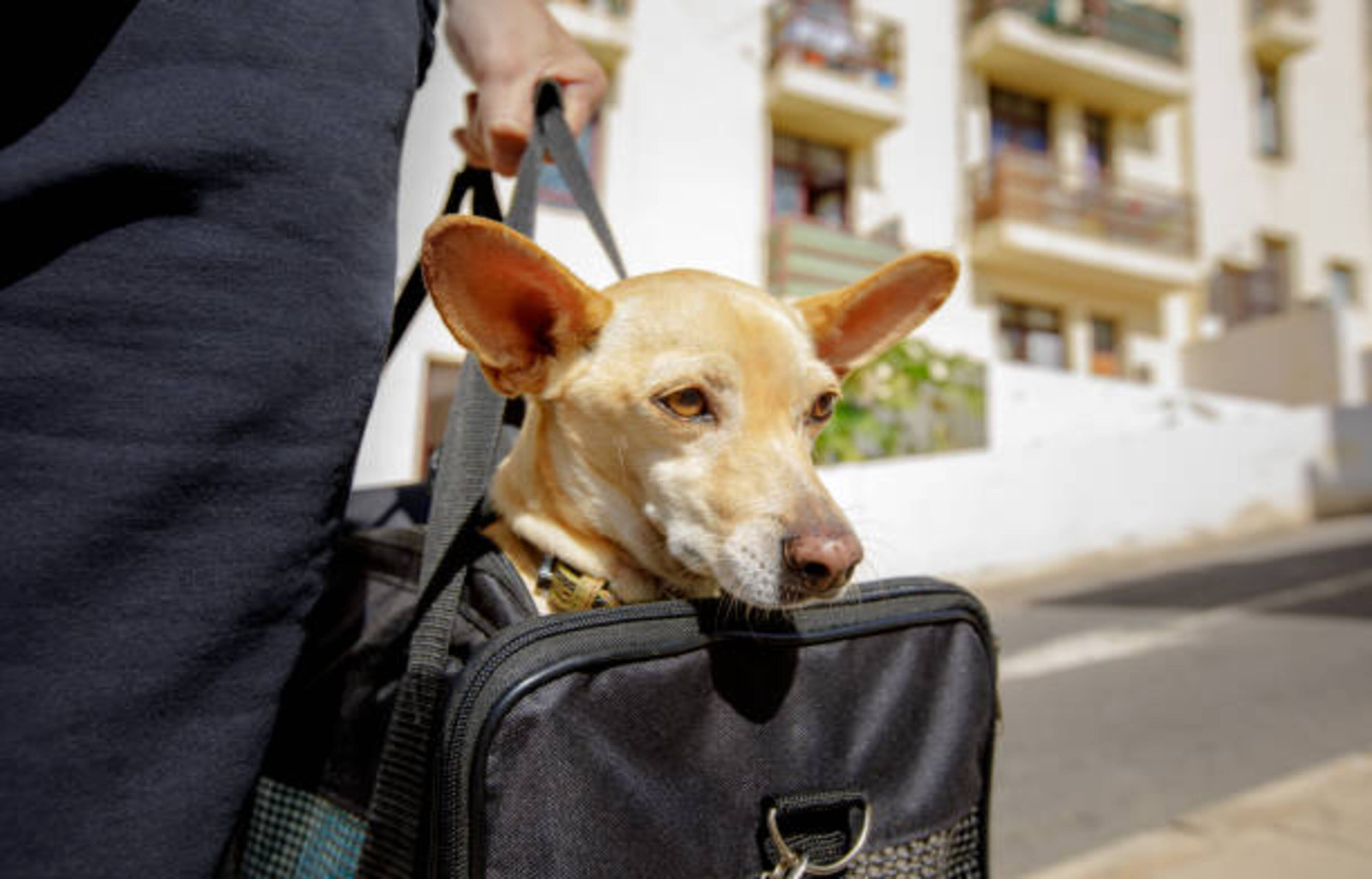 personne qui porte son chien dans un sac de transport