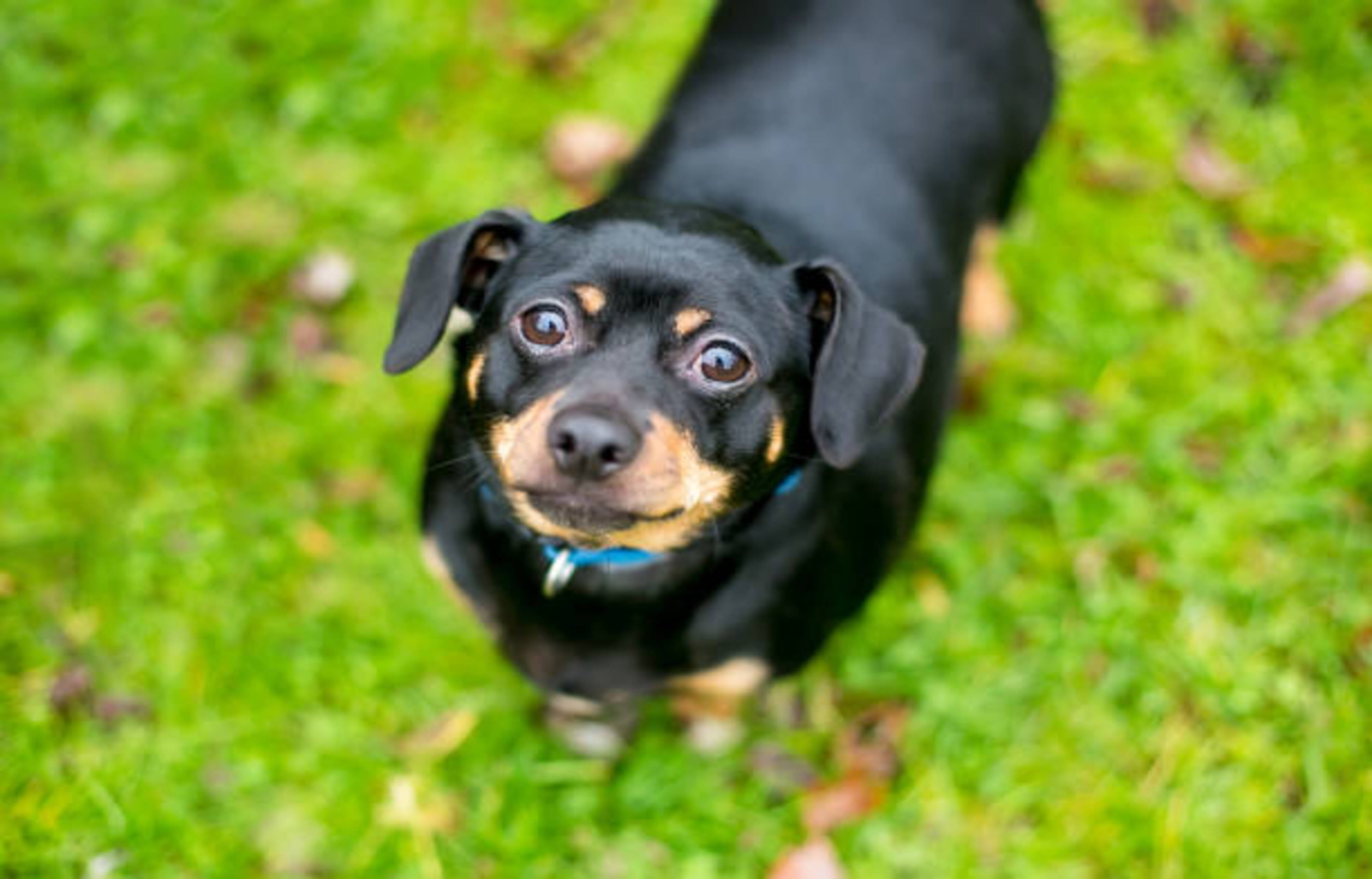 chien en surpoids dans l'herbe