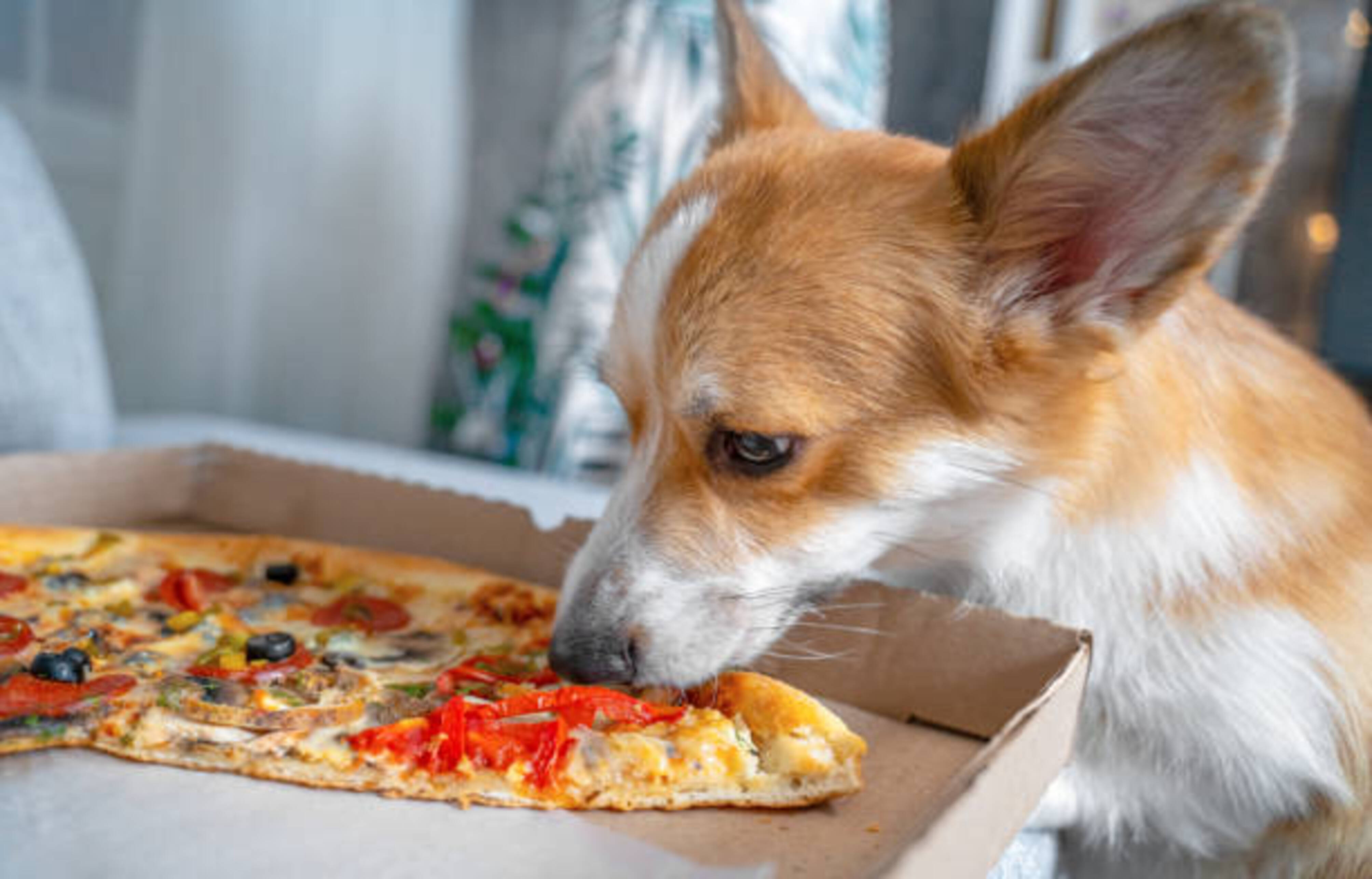 chien qui renifle une pizza dans son emballage en carton ouvert