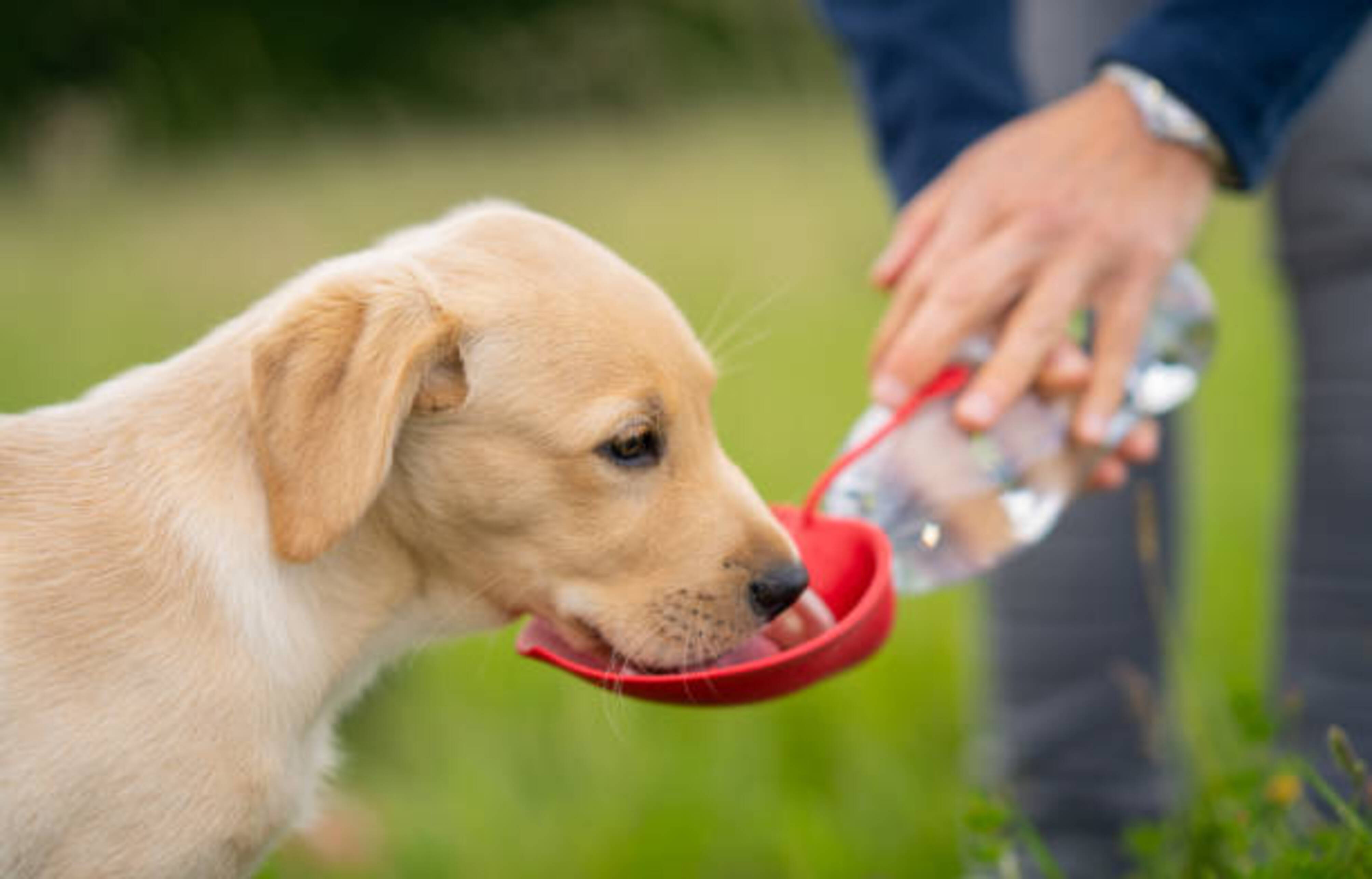 chien qui boit dans une gourde en extérieur