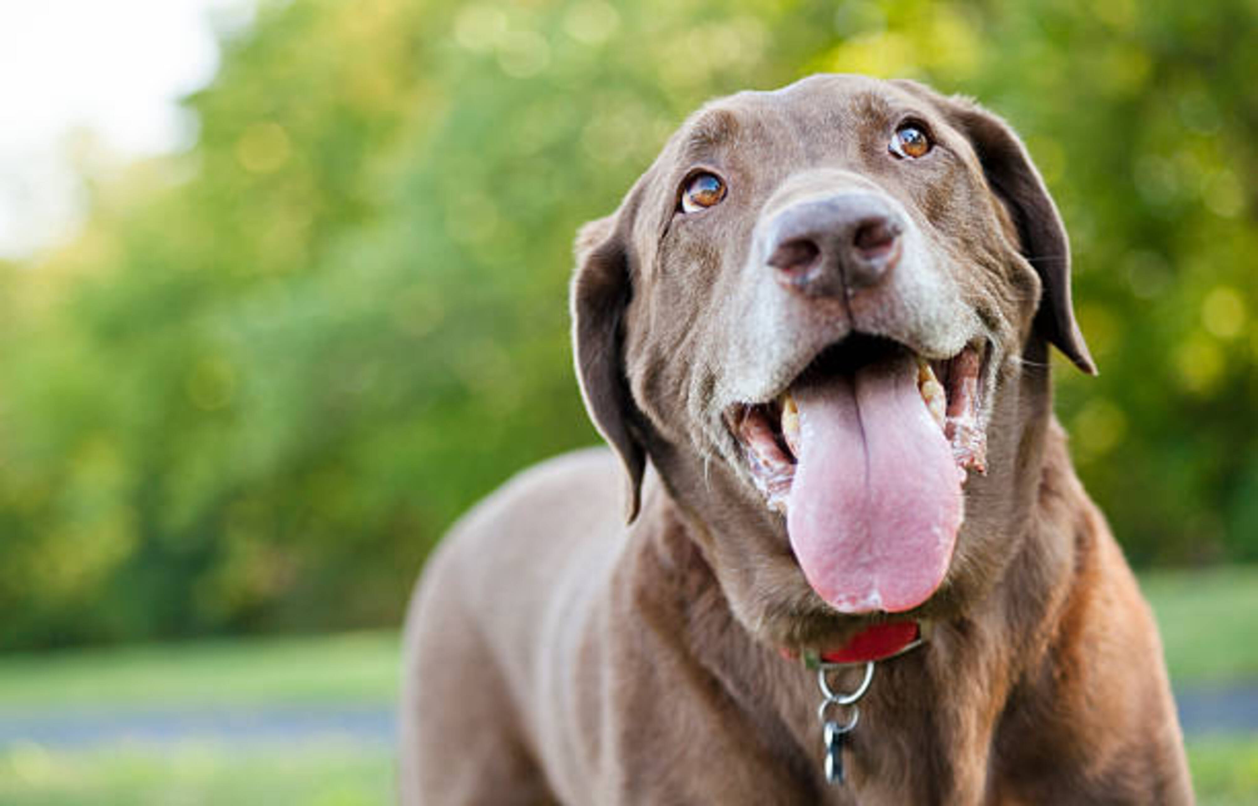 Chien en extérieur qui halète