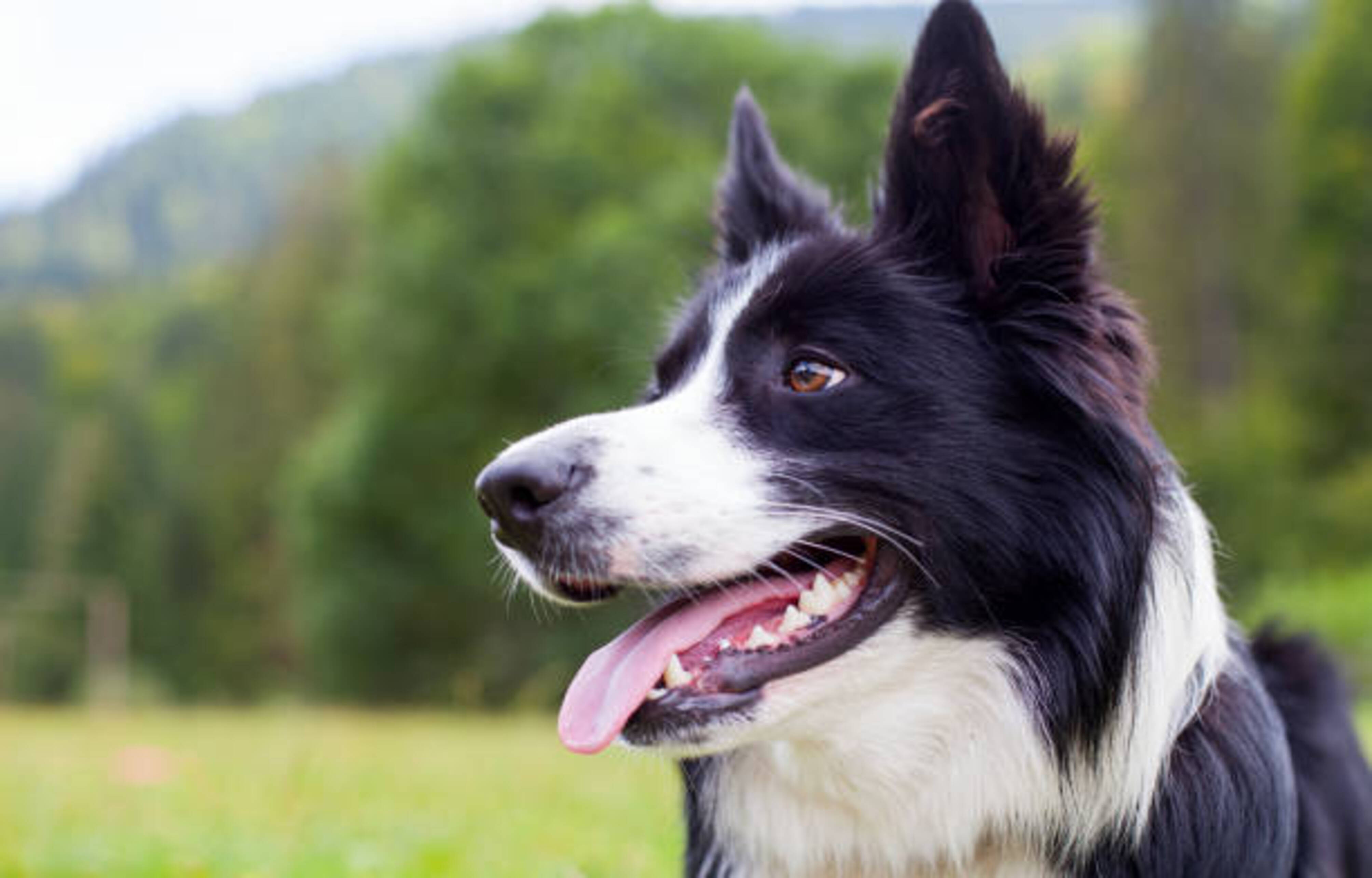 chien de profil en extérieur qui halète