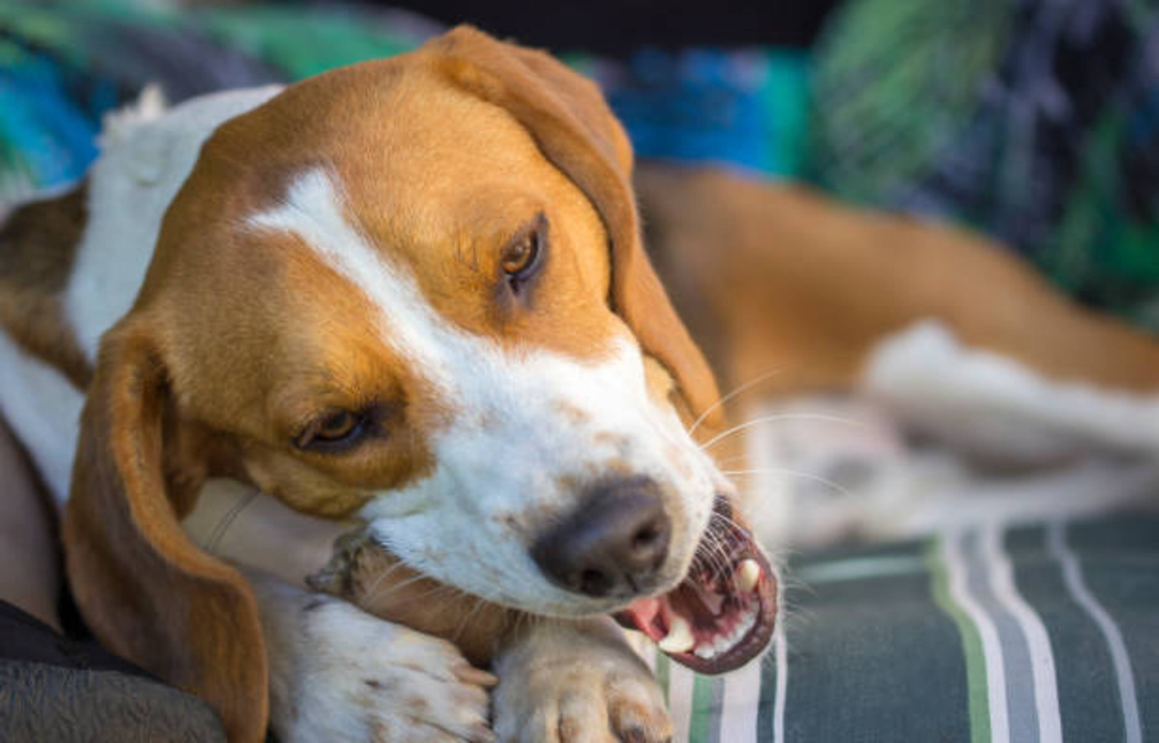 chien qui mâche une friandise en étant allongé sur un tapis