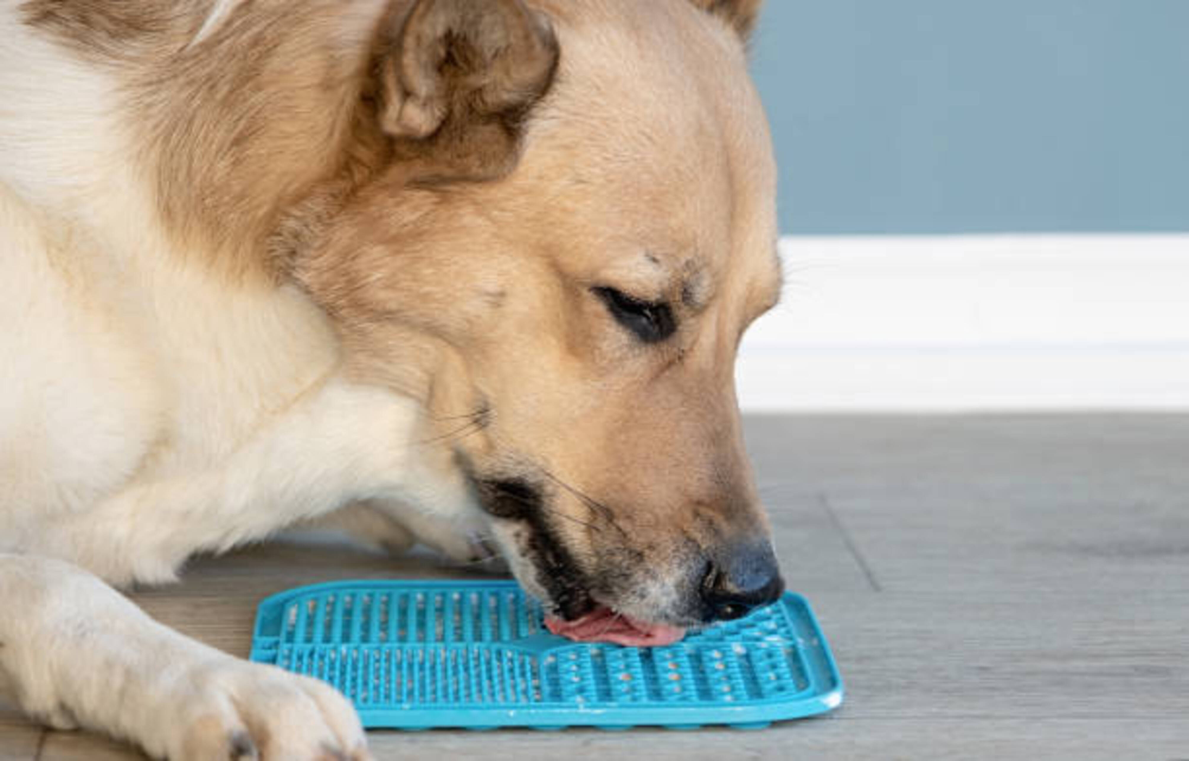 chien qui lèche un tapis de léchage