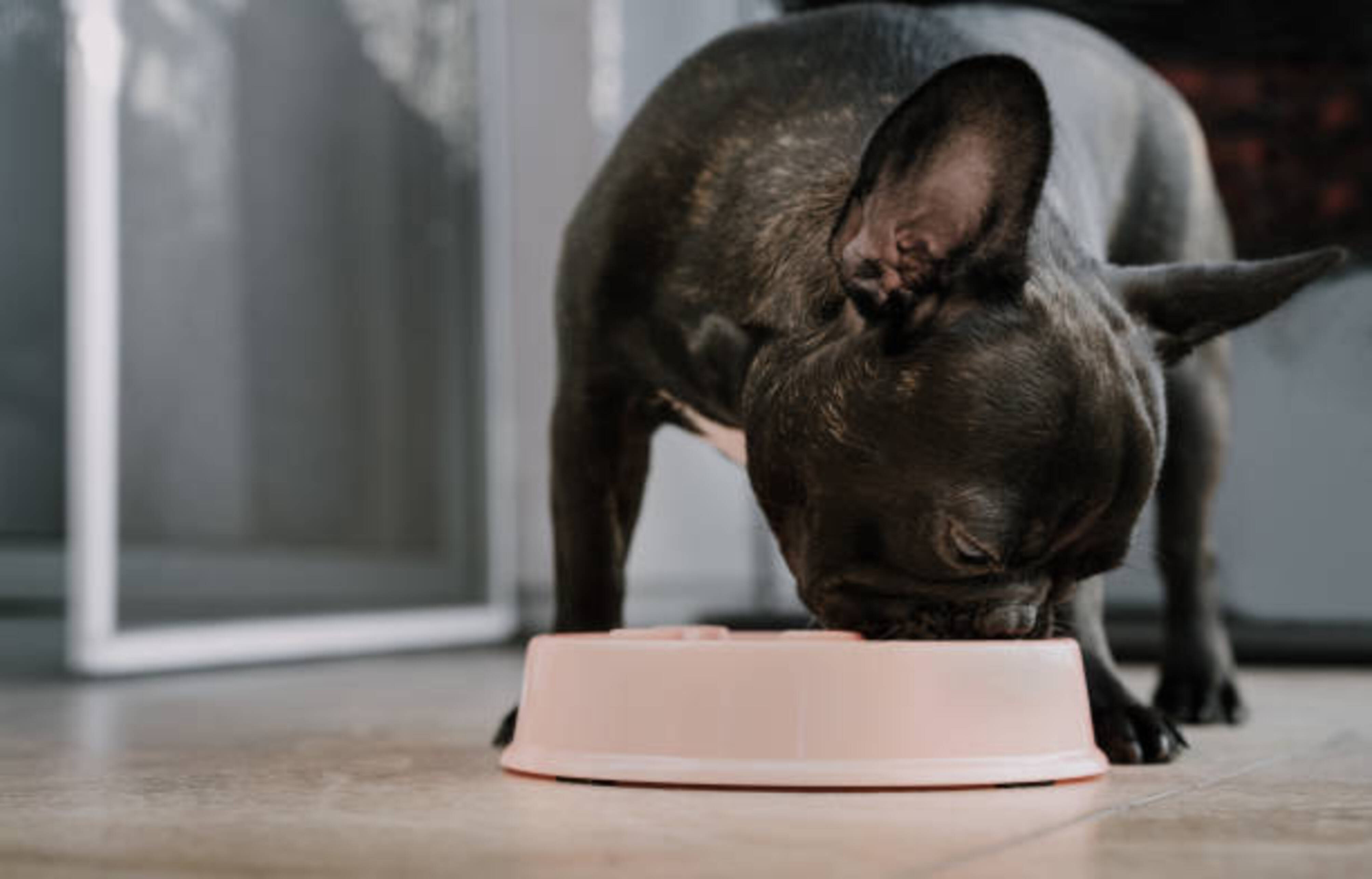 chien qui mange dans une gamelle anti glouton
