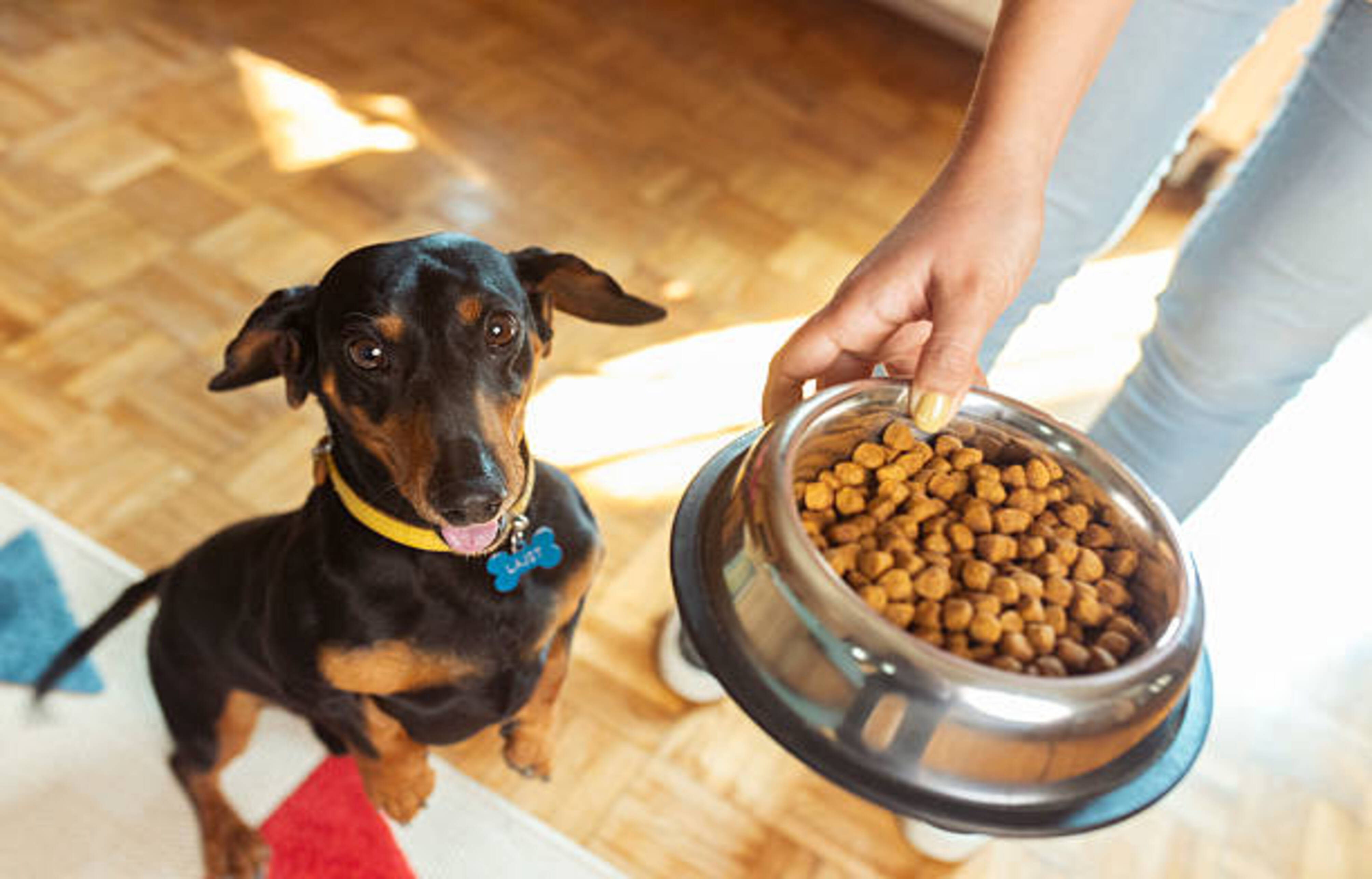 chien qui saute pour avoir ses croquettes