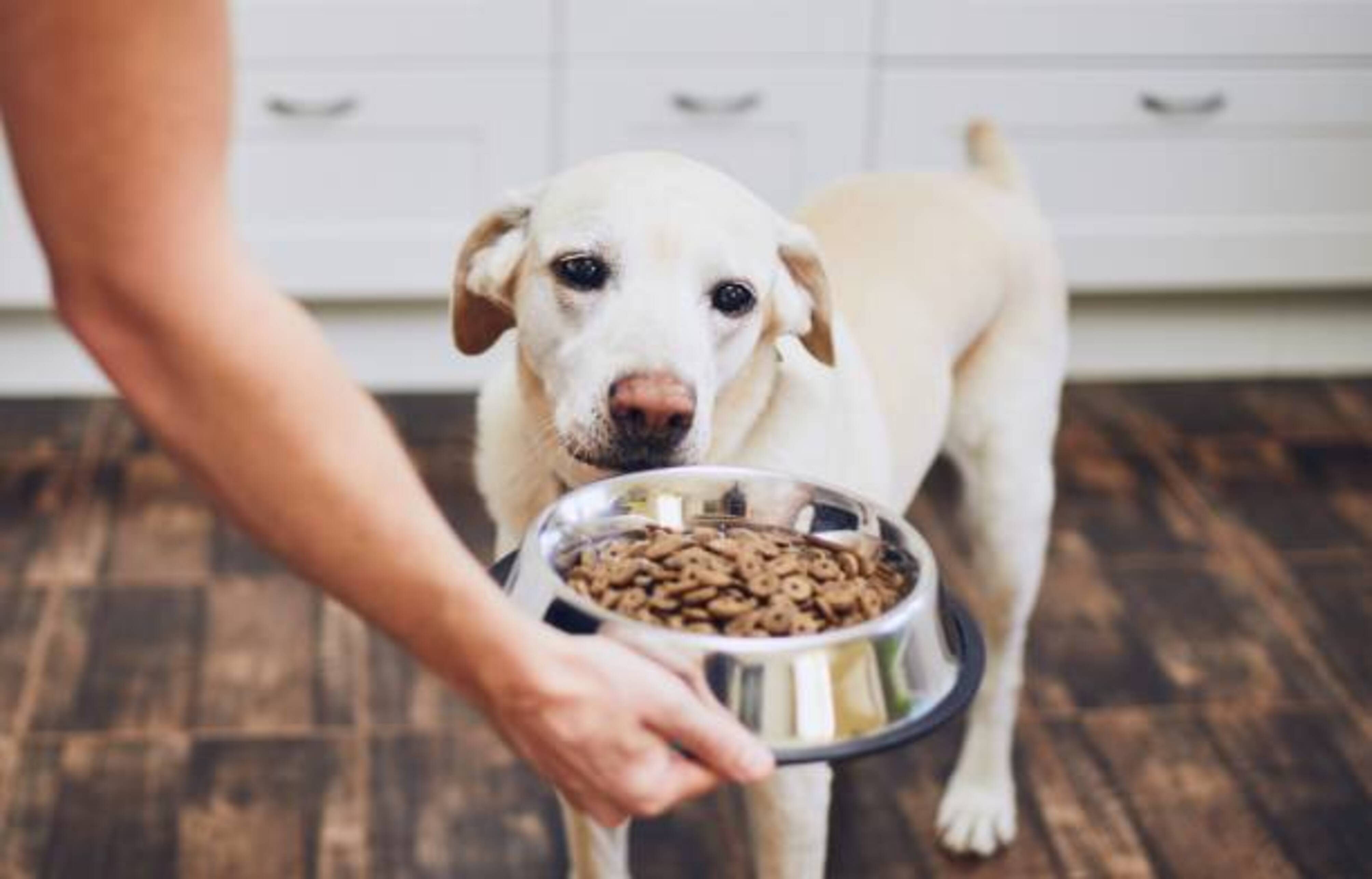 femme qui donne à manger à son chien