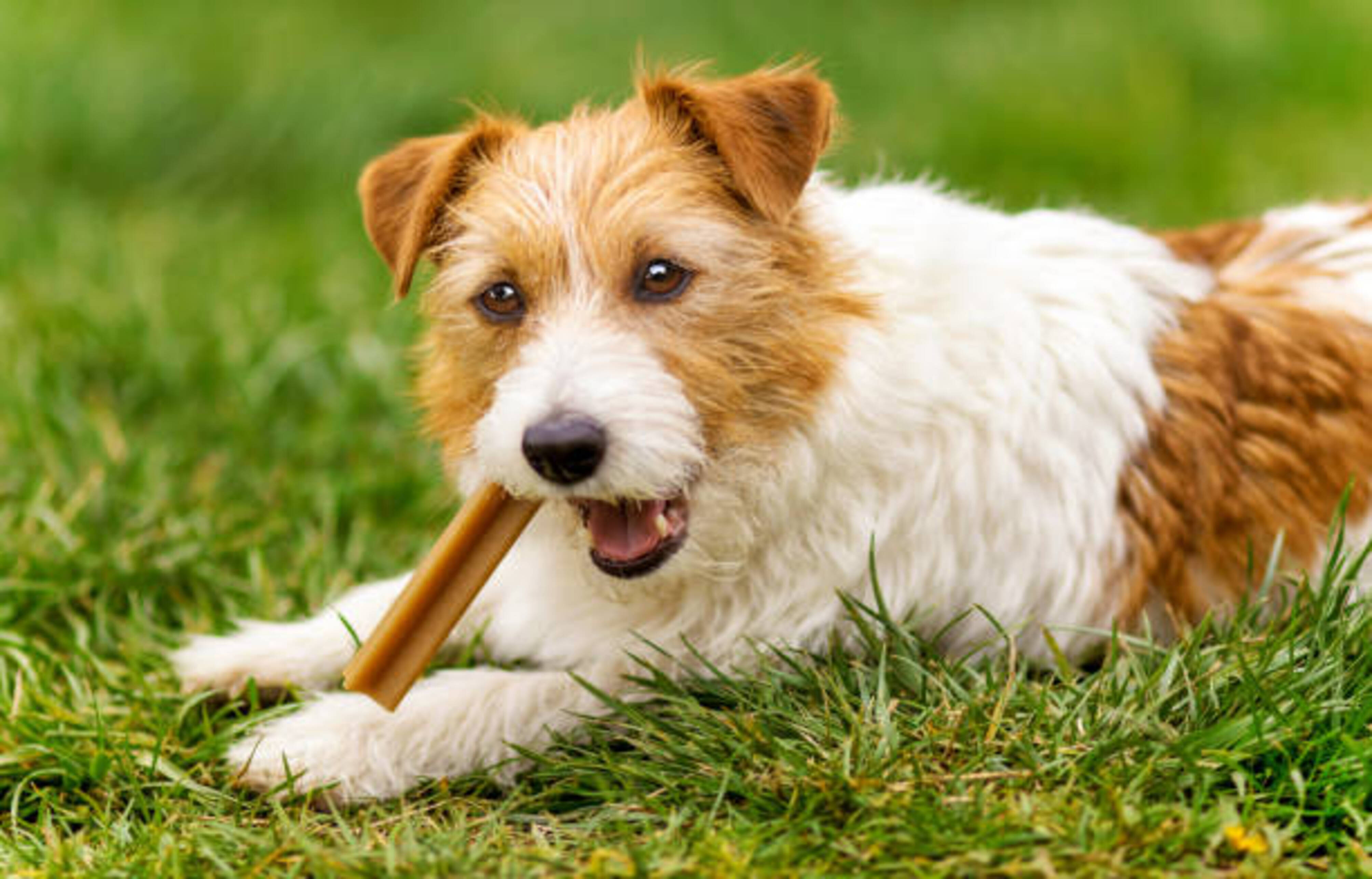 chien qui mâche une friandise allongé dans l'herbe