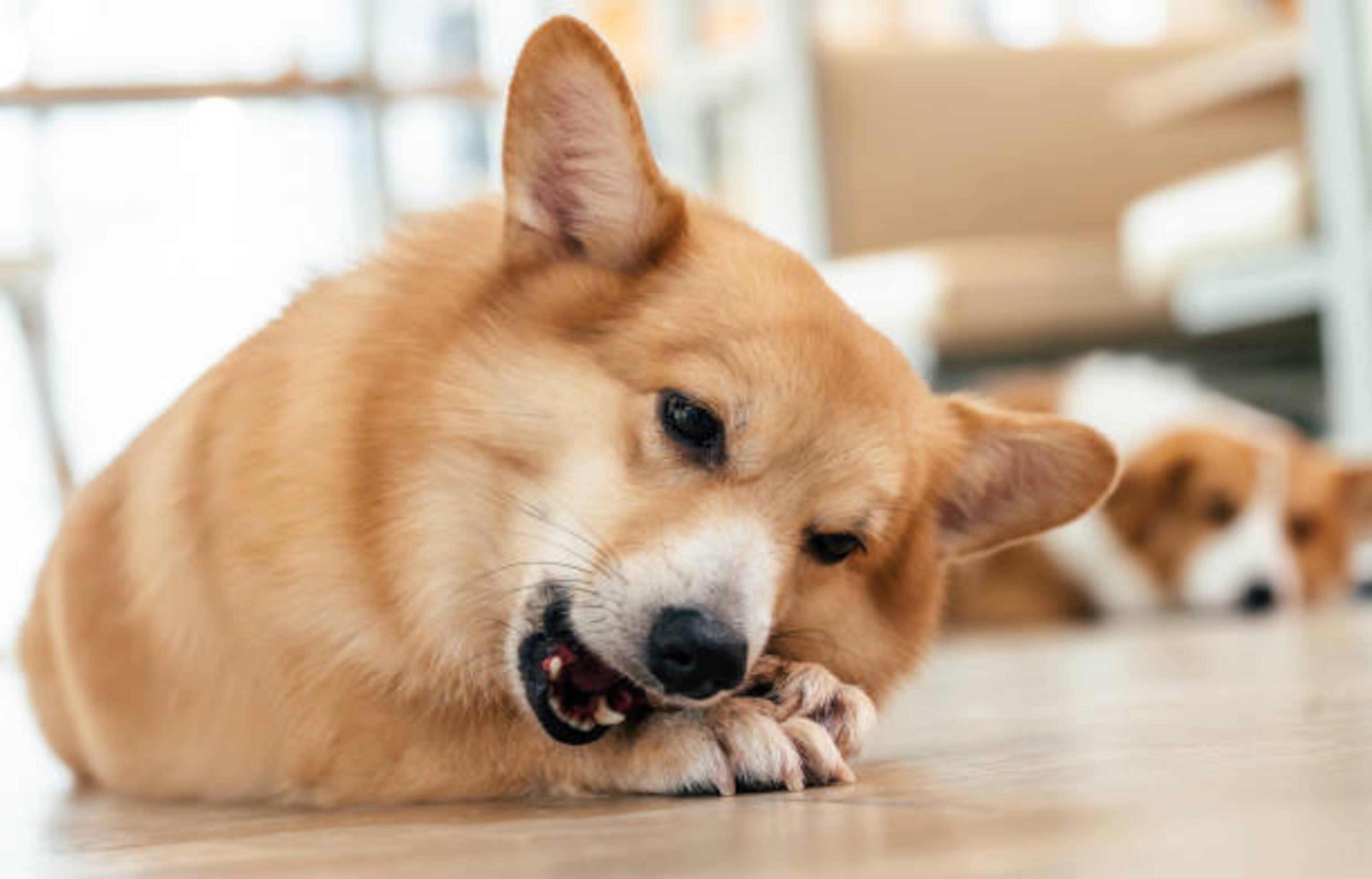 chien qui mastique et autre chien en arrière plan qui se repose