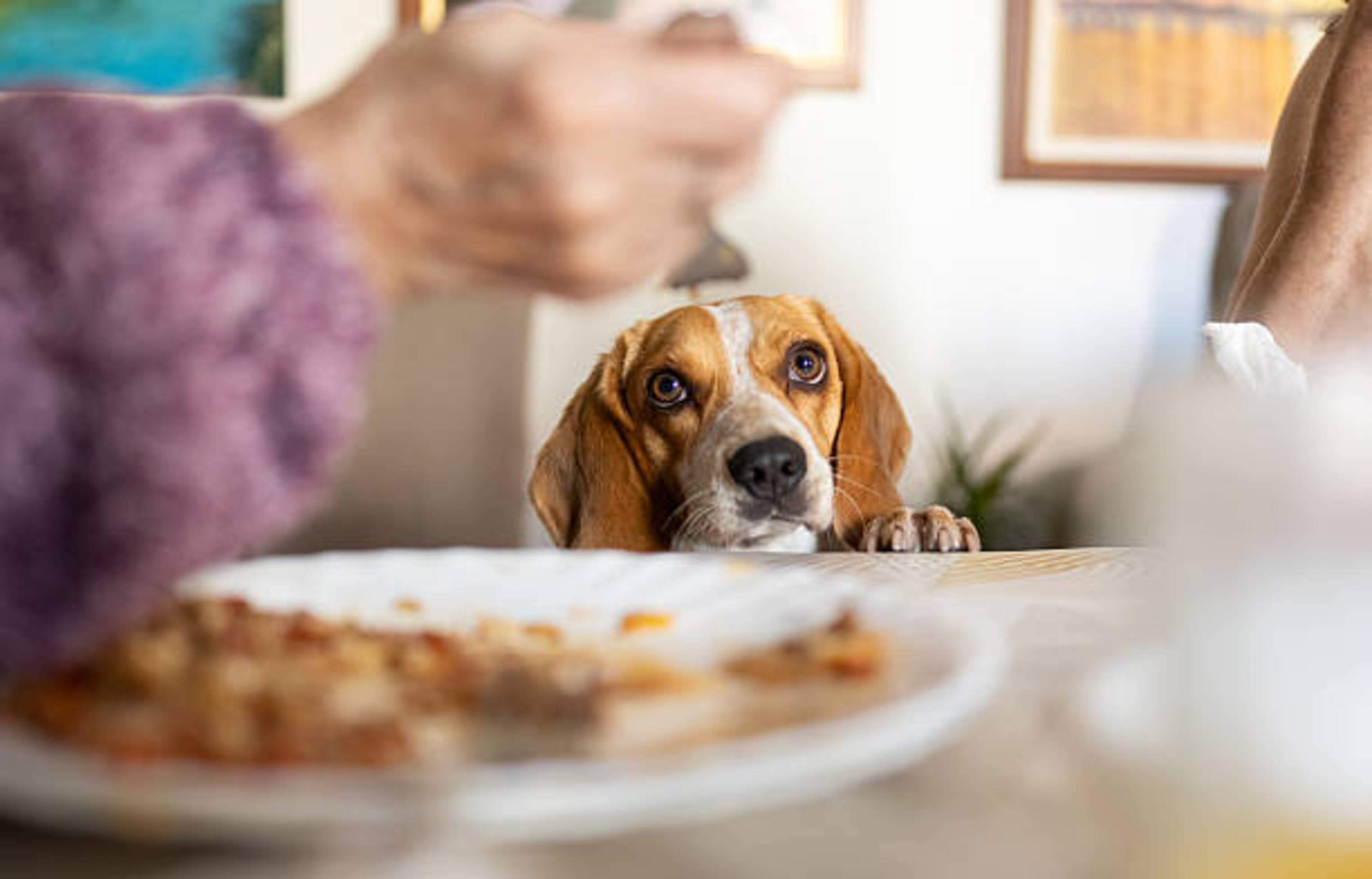 chien qui réclame à table quand des personnes mangent
