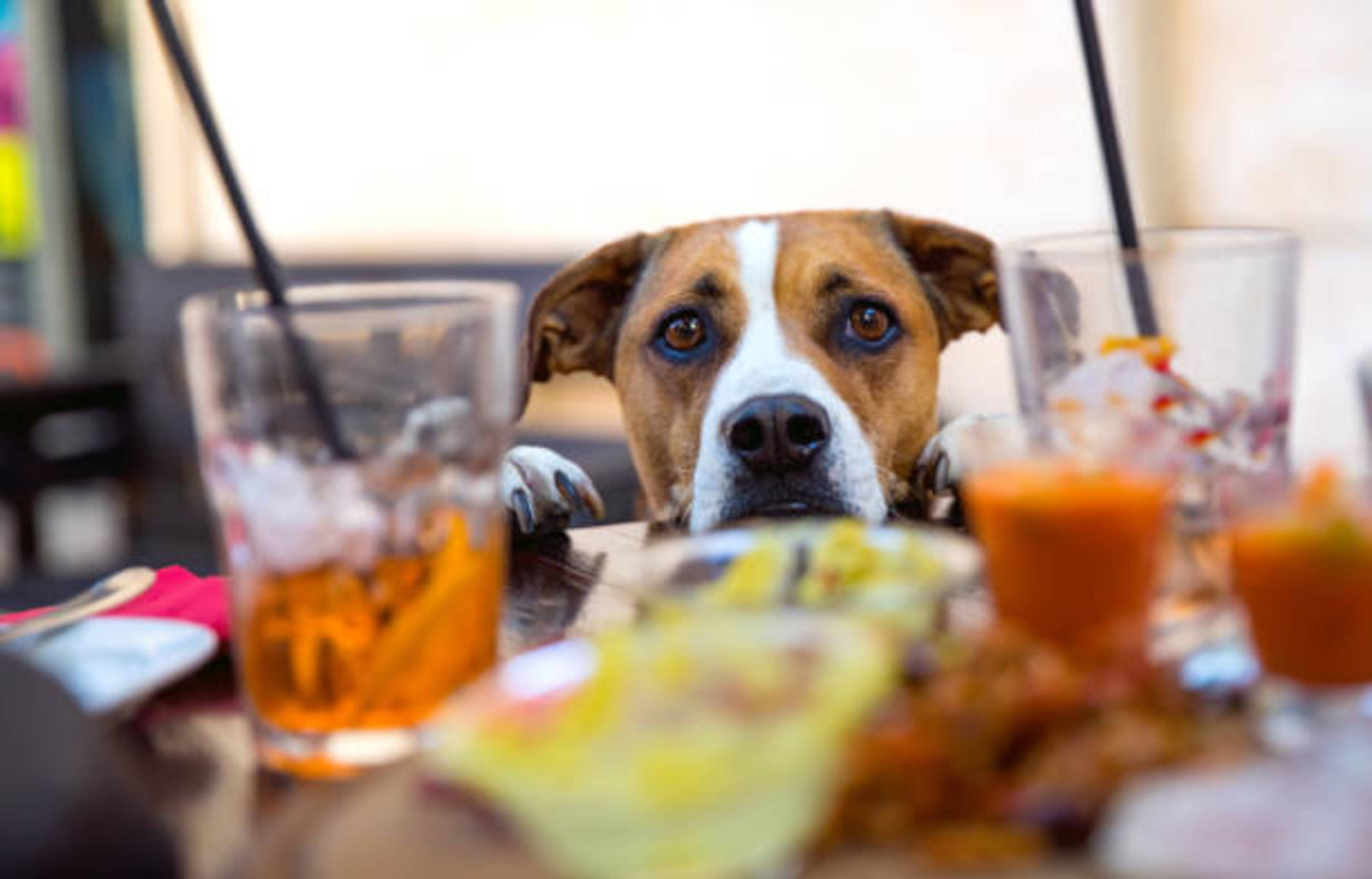 chien qui réclame à manger à table