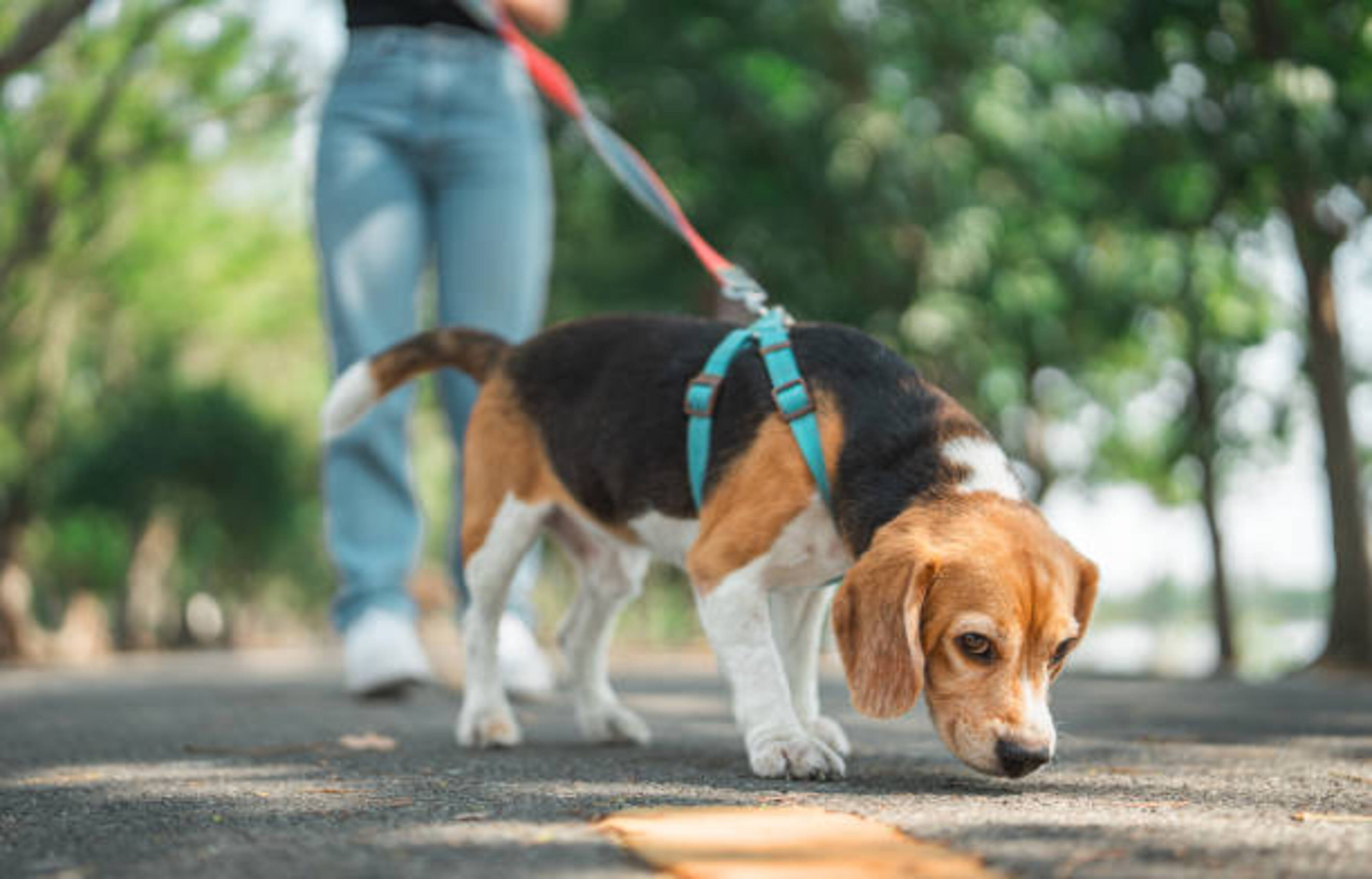 femme qui promène un chien qui renifle