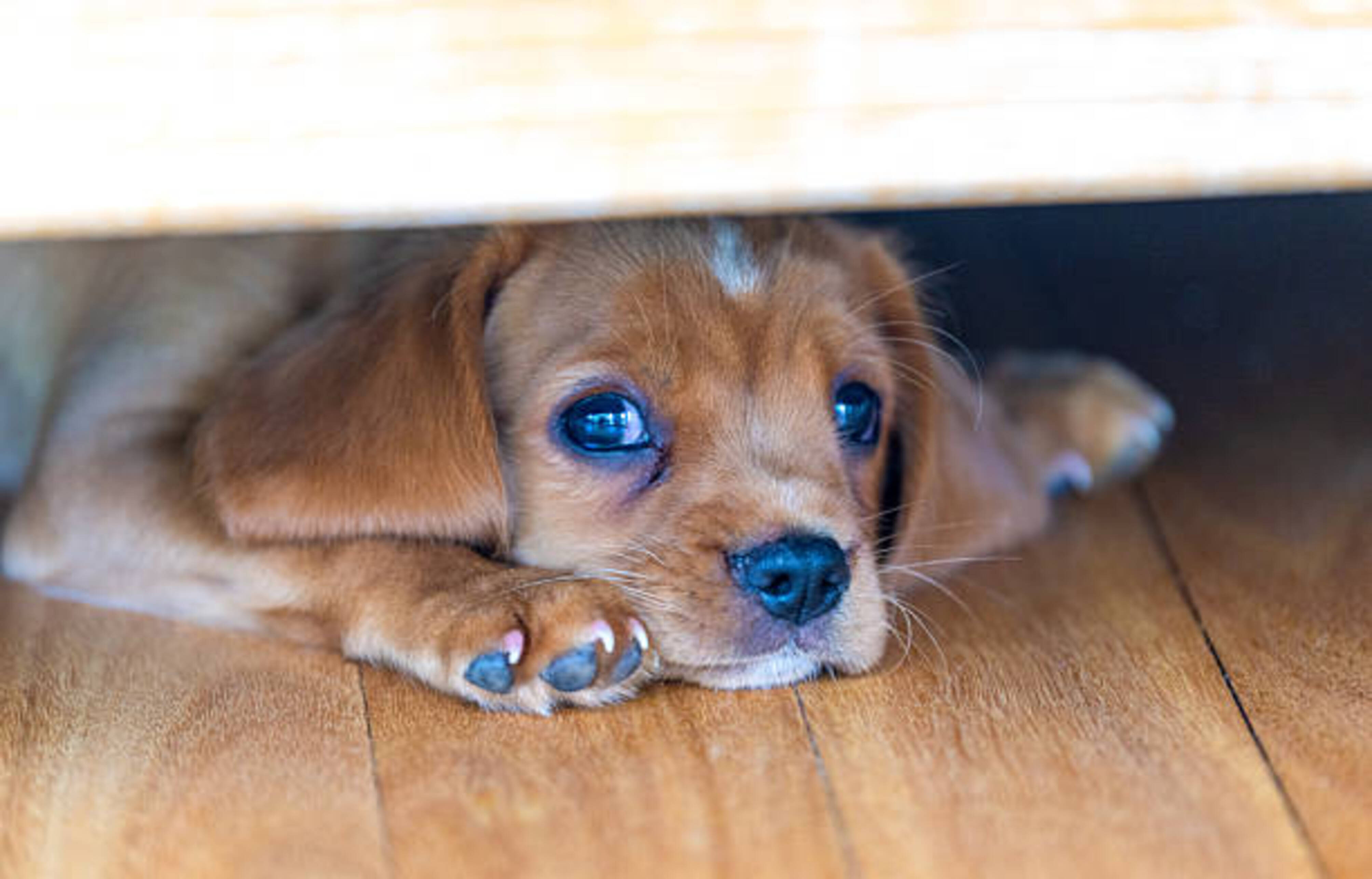 chien qui est caché sous un lit