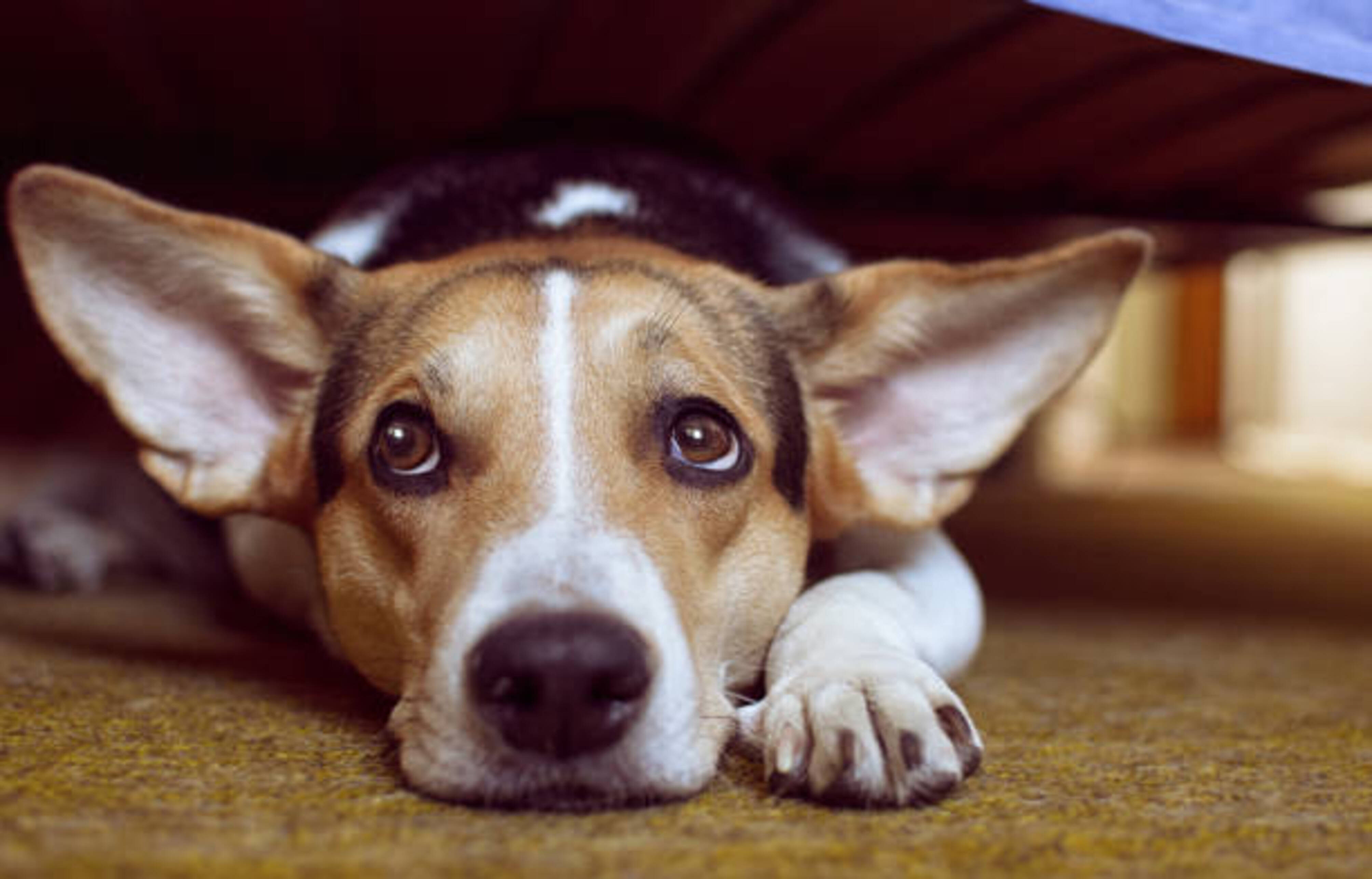 chien qui se repose sous un lit